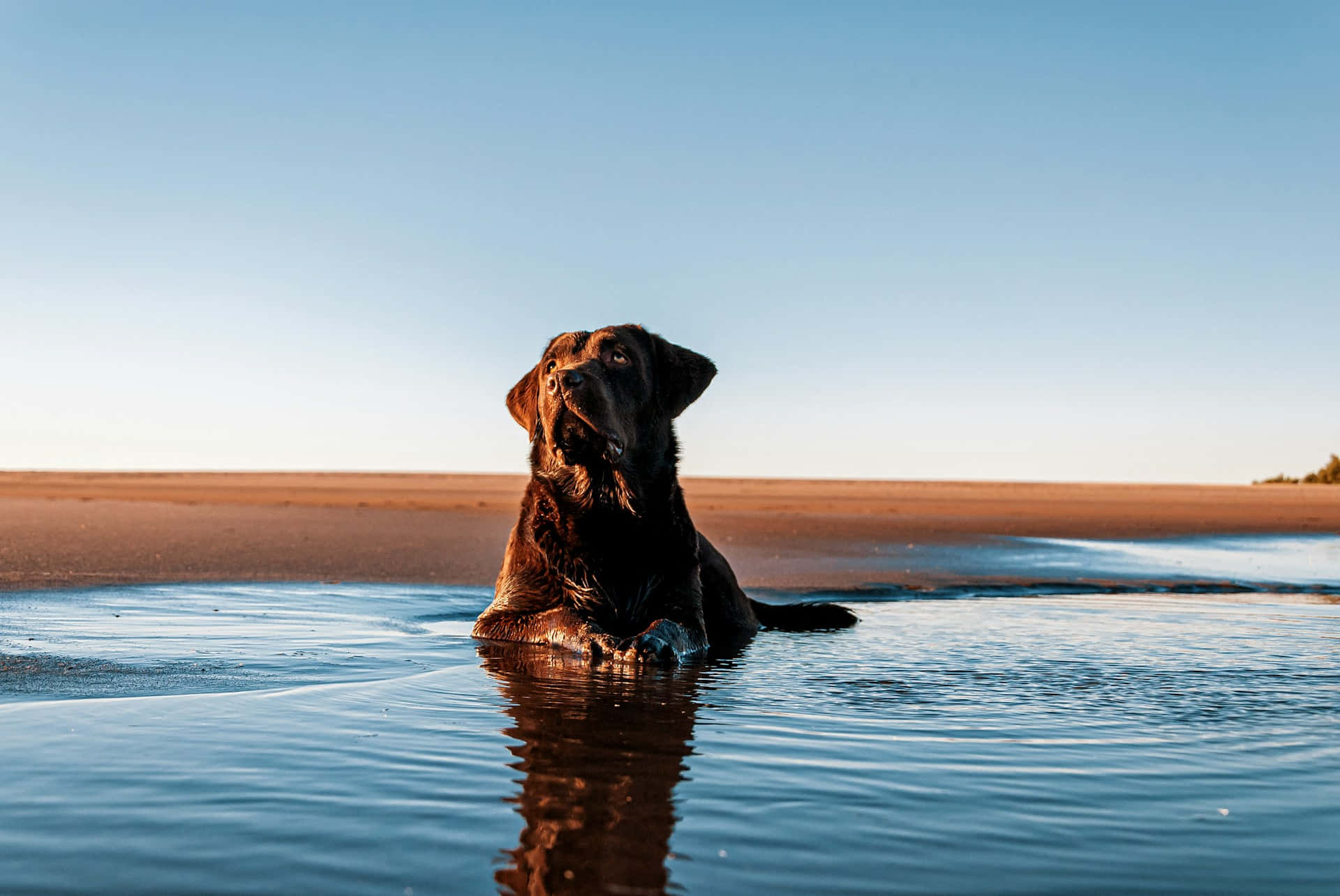 chocolate labrador, sunset, shallow water, Full HD Desktop Wallpaper
