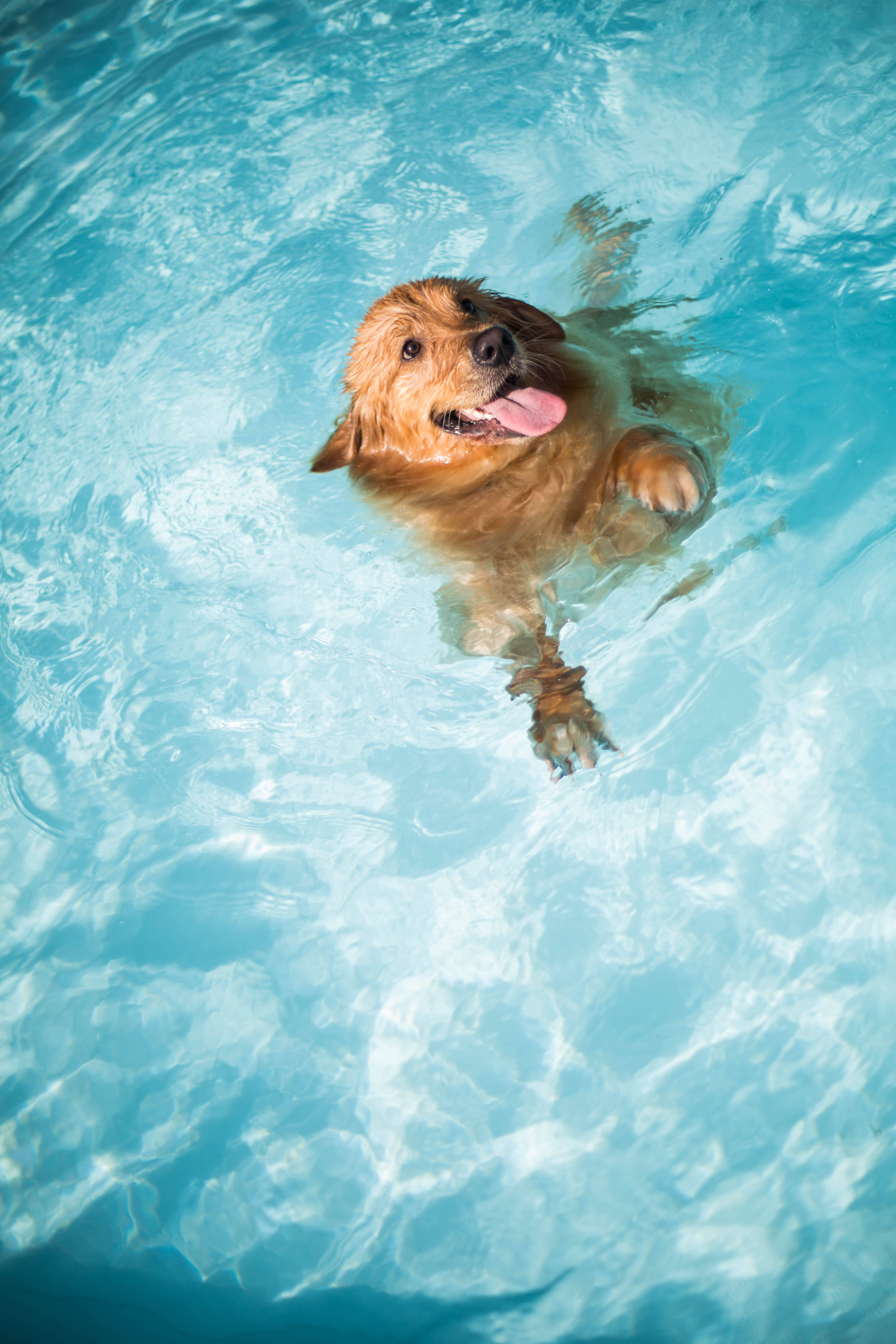 golden retriever, swimming, pool, 5K Phone Wallpaper