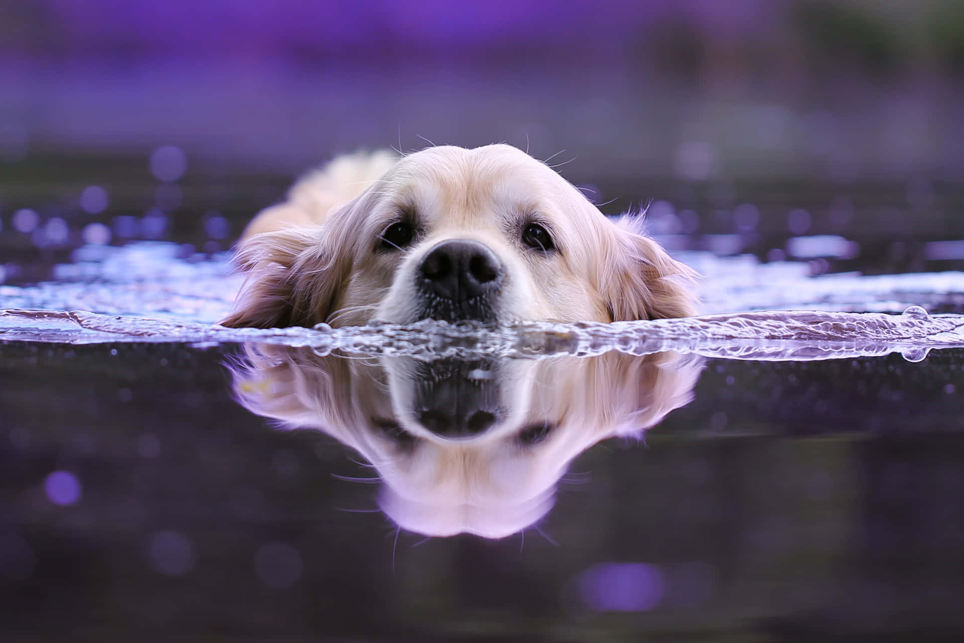 golden retriever, purple-hued water, clear reflection, Full HD Desktop Wallpaper