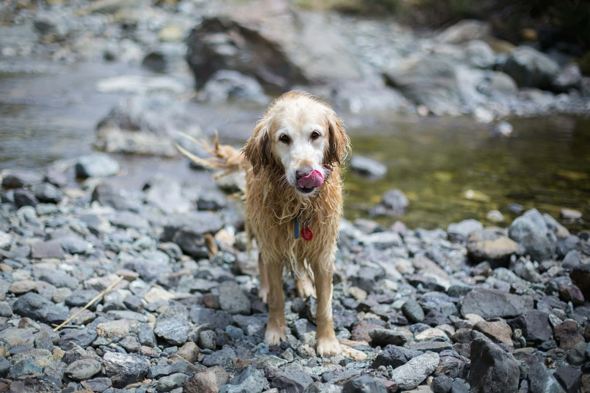 wet golden retriever, rocky riverbank, playful expression, Full HD Desktop Wallpaper