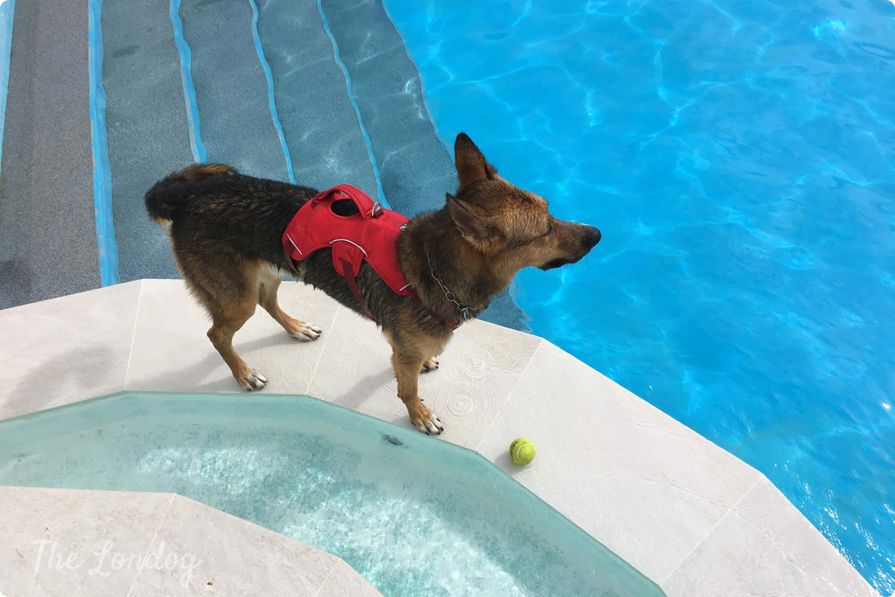 brown dog, red life vest, bright blue swimming pool, HD Desktop Wallpaper