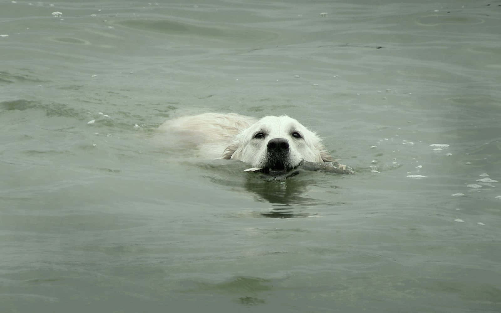 white dog, calm gray water, stick, HD Desktop Wallpaper