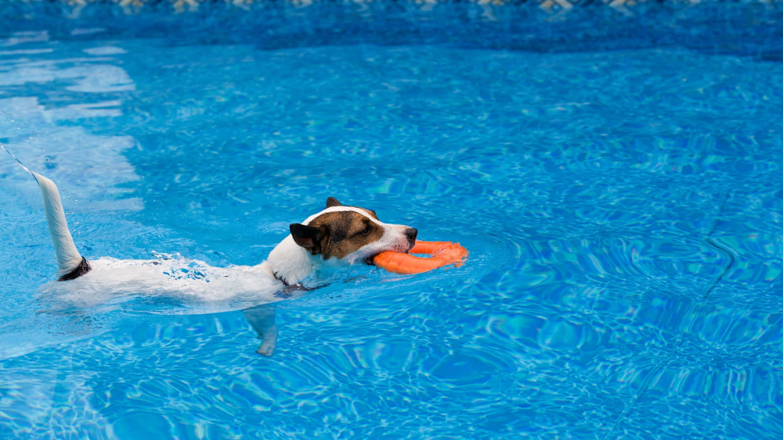jack russell terrier, clear blue pool water, orange frisbee, HD Desktop Wallpaper