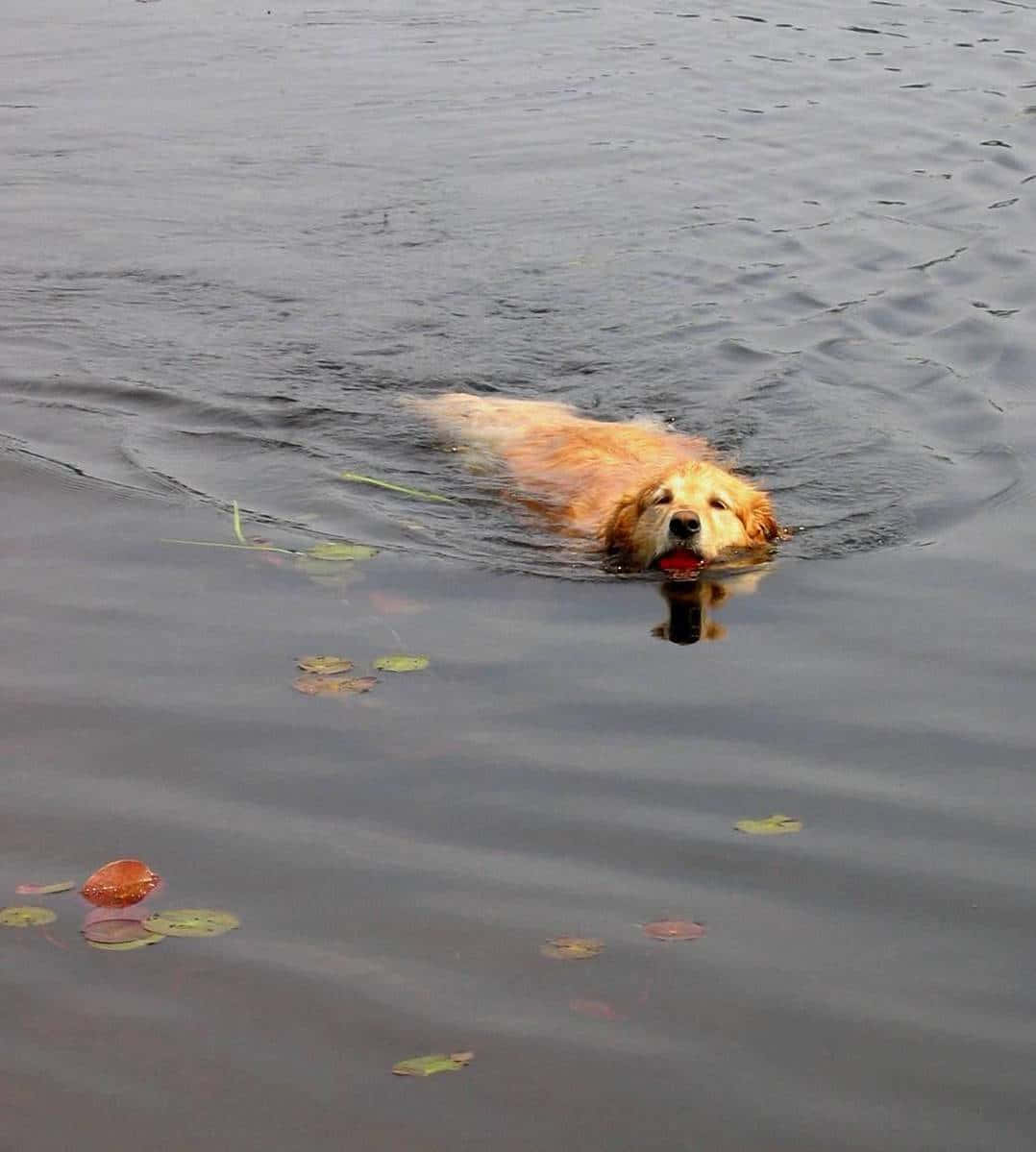 golden retriever, calm water, red ball, SD Phone Wallpaper