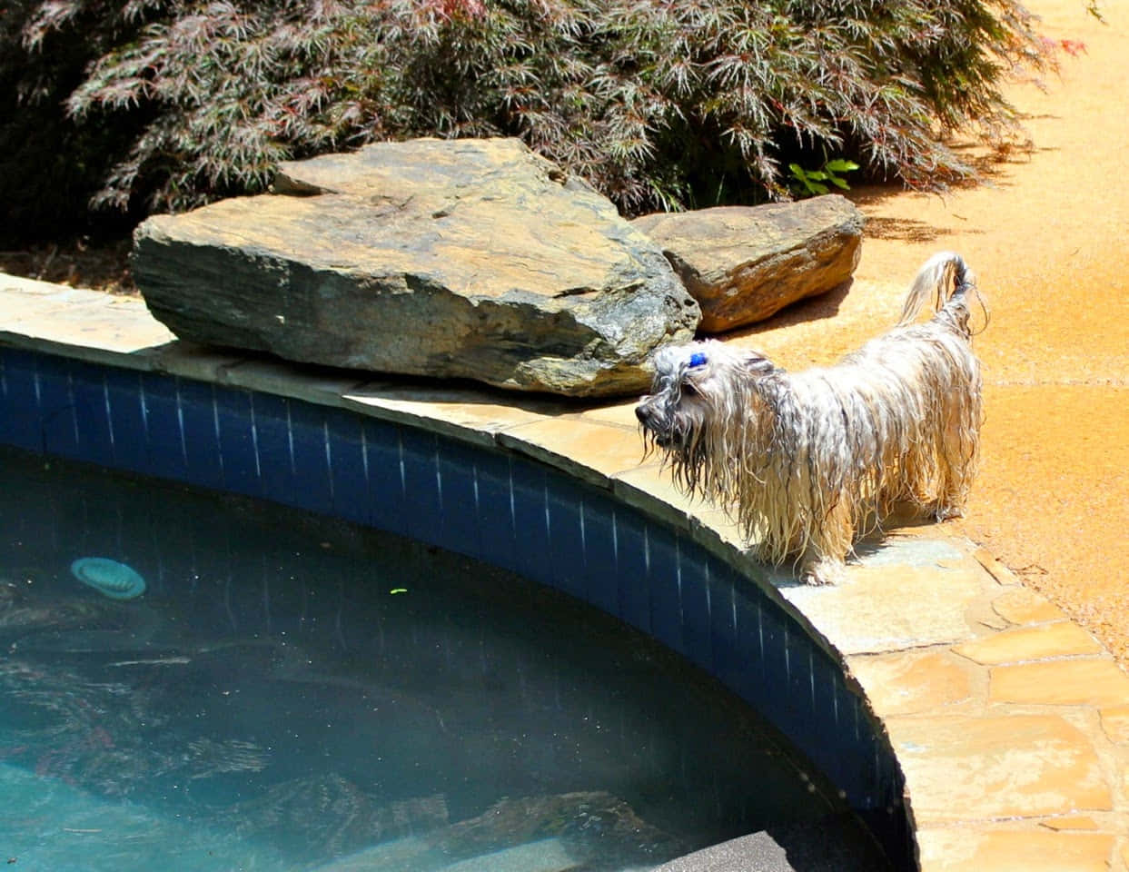 joyful labrador retriever, blue-tiled pool, bright sun, SD Desktop Wallpaper