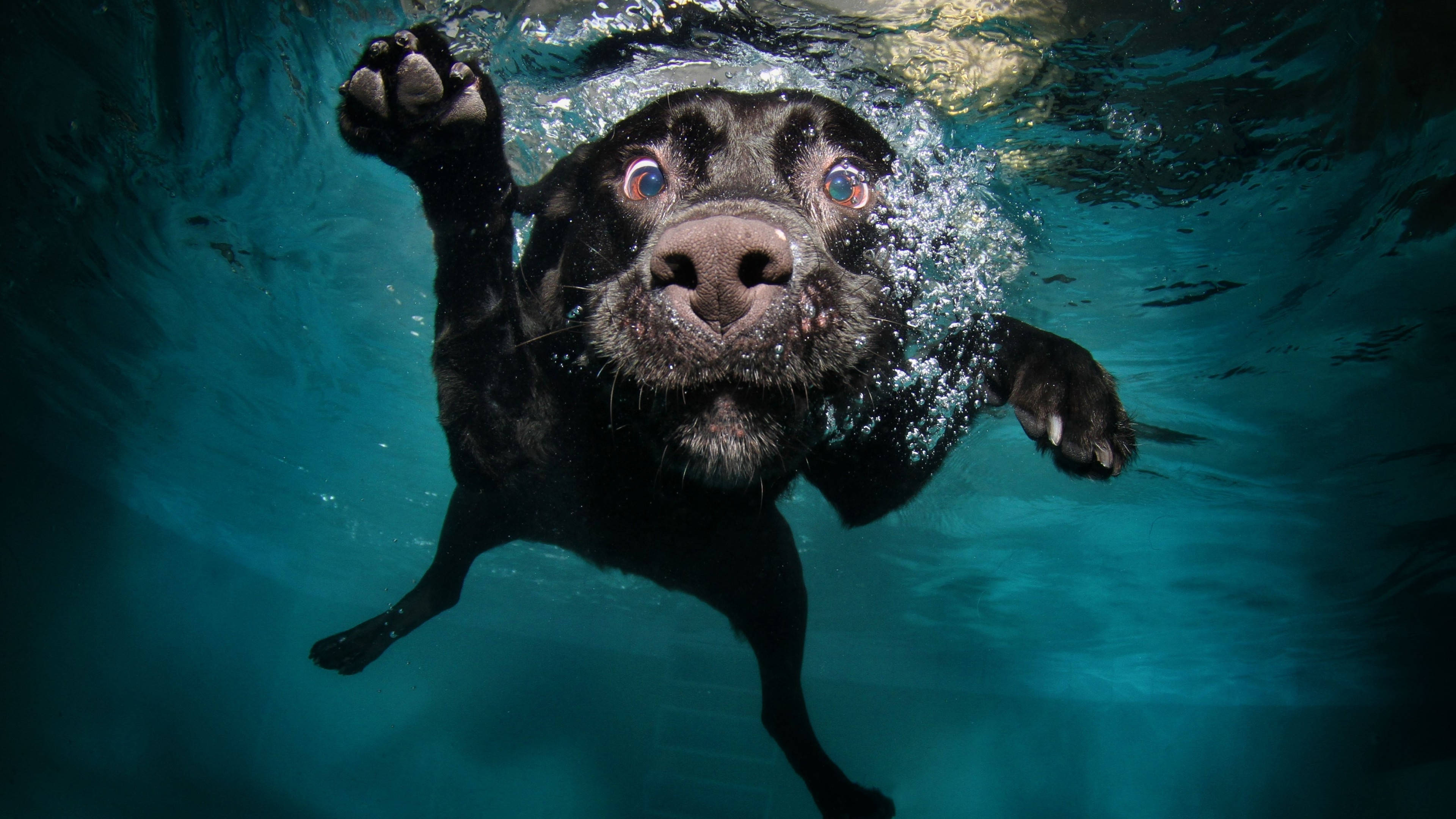 swimming black dog, beach, clear blue water, 4K Desktop Wallpaper