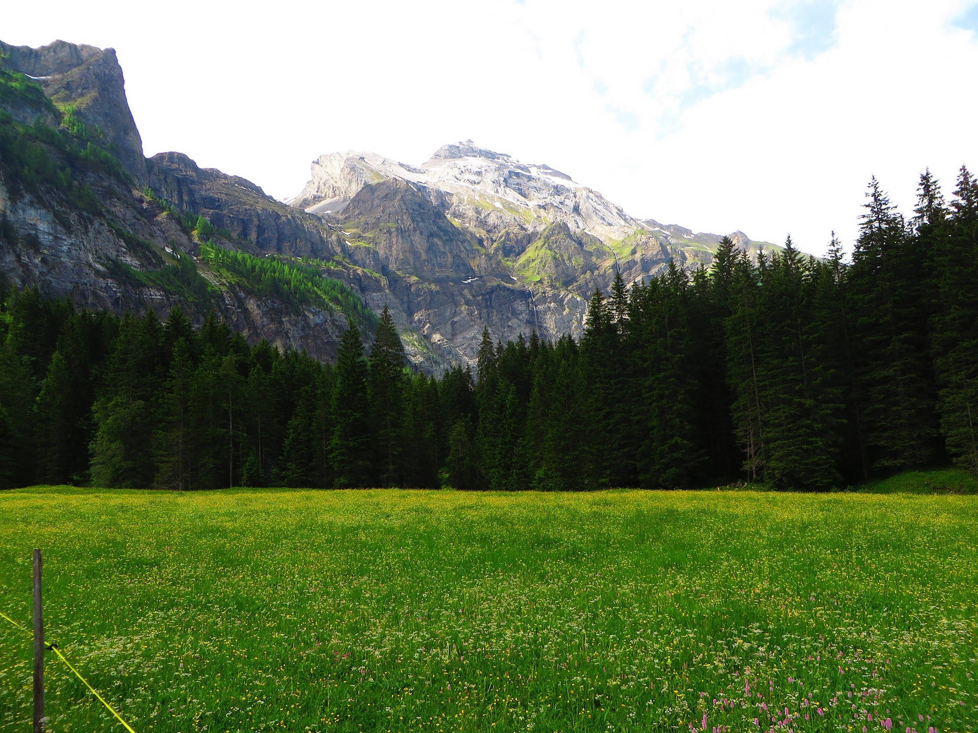 Swiss Alps, green meadow, wildflowers, Full HD Desktop Wallpaper