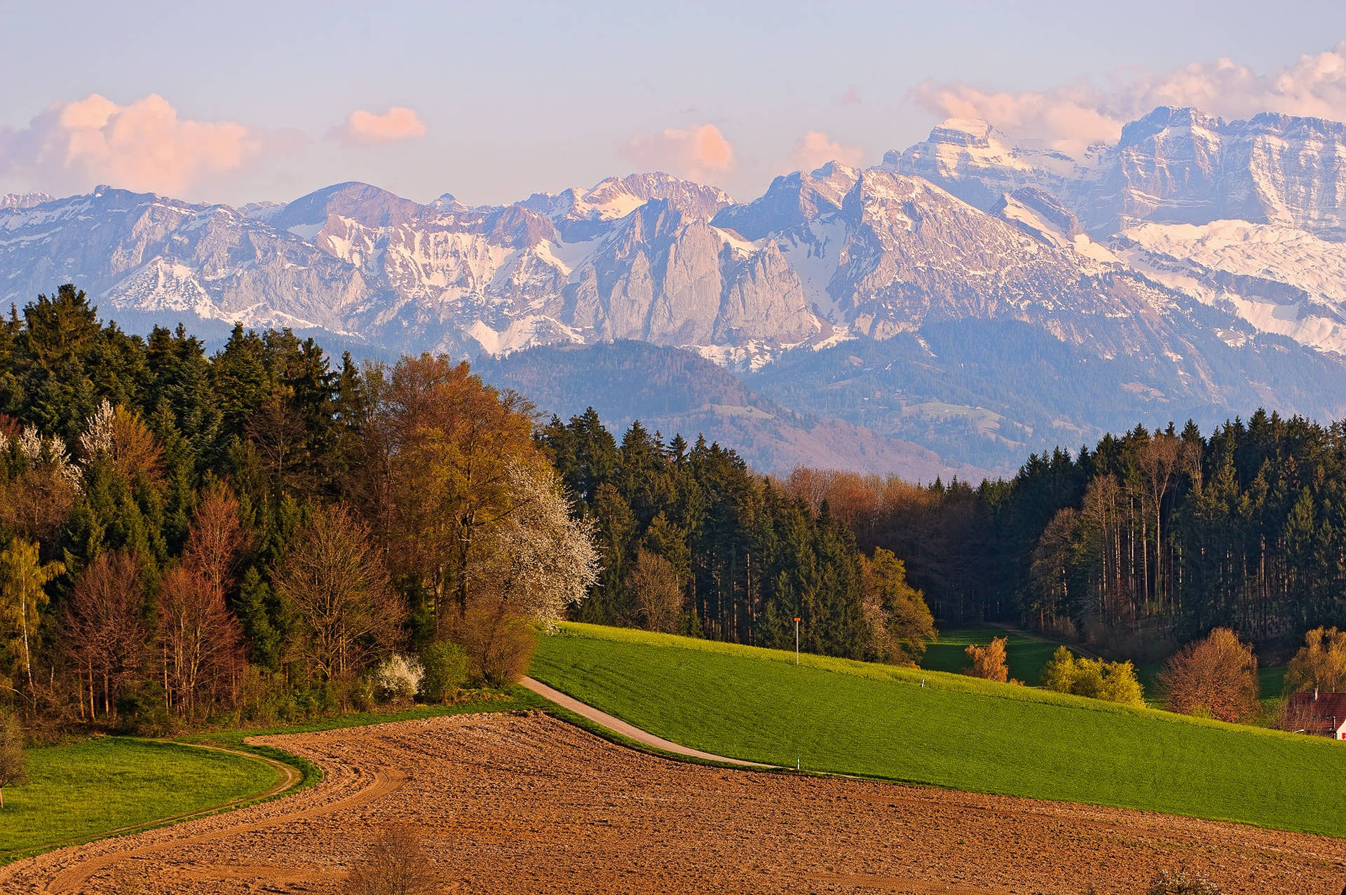 Swiss Alps, pine trees, dirt road, Full HD Desktop Wallpaper