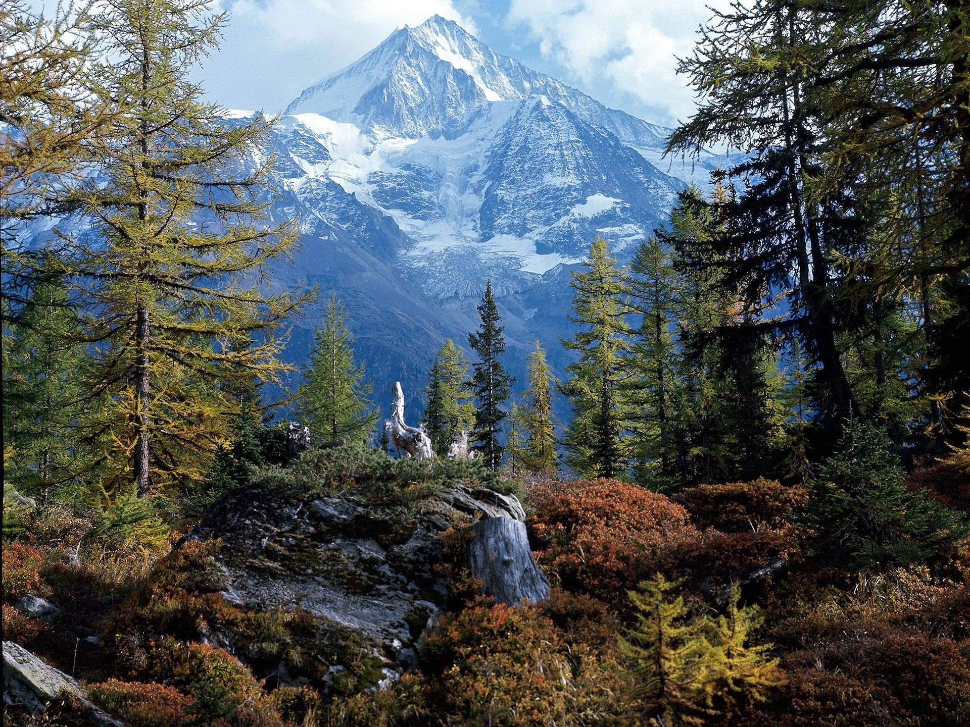Swiss Alps, forest, evergreens, Full HD Desktop Wallpaper