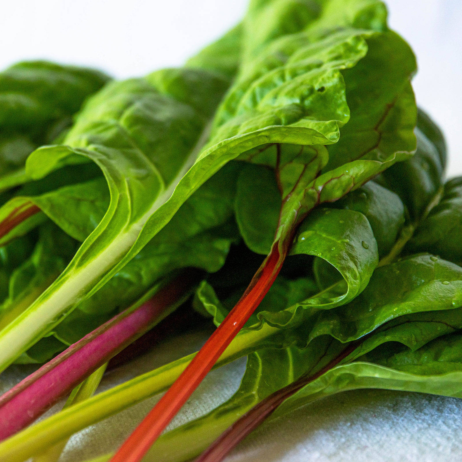 Swiss Chard, red stems, yellow stems, HD Desktop Wallpaper