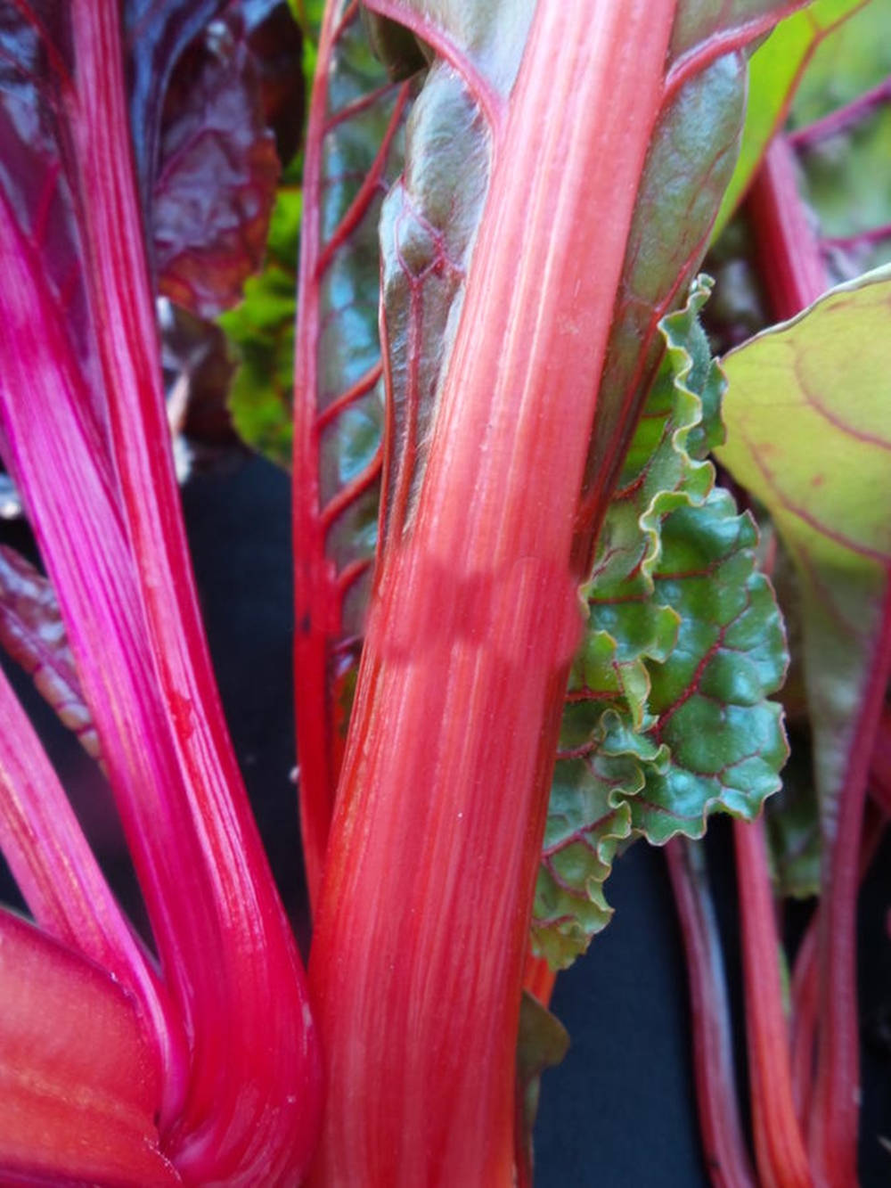 Swiss Chard, red stems, green leaves, HD Phone Wallpaper