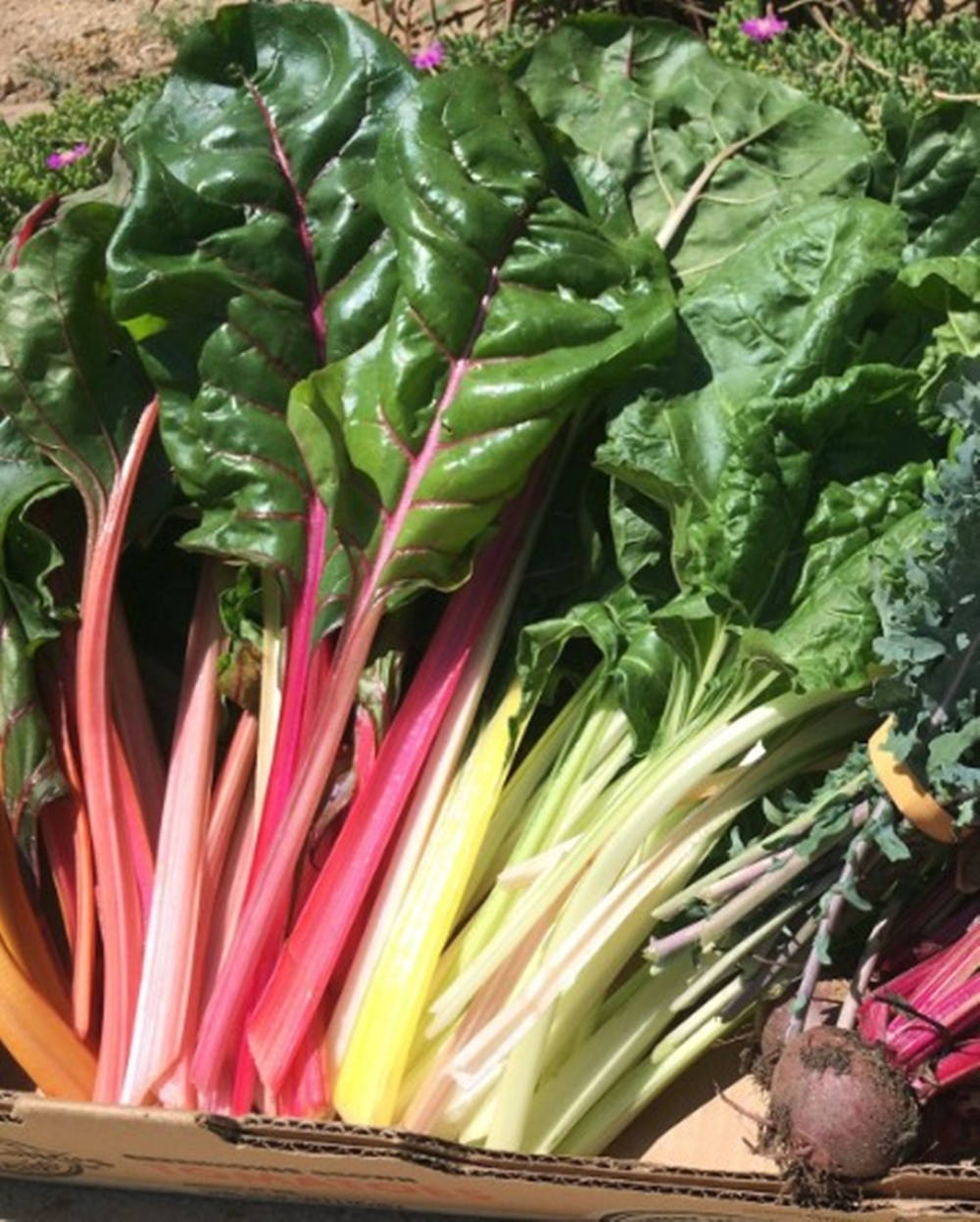 multi colored swiss chard, rainbow chard, deep green leaves, SD Phone Wallpaper