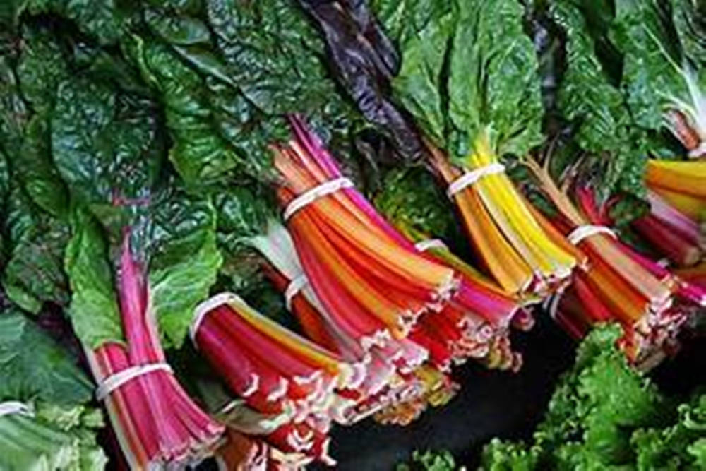 colorful swiss chard, rainbow chard, deep green leaves, SD Desktop Wallpaper