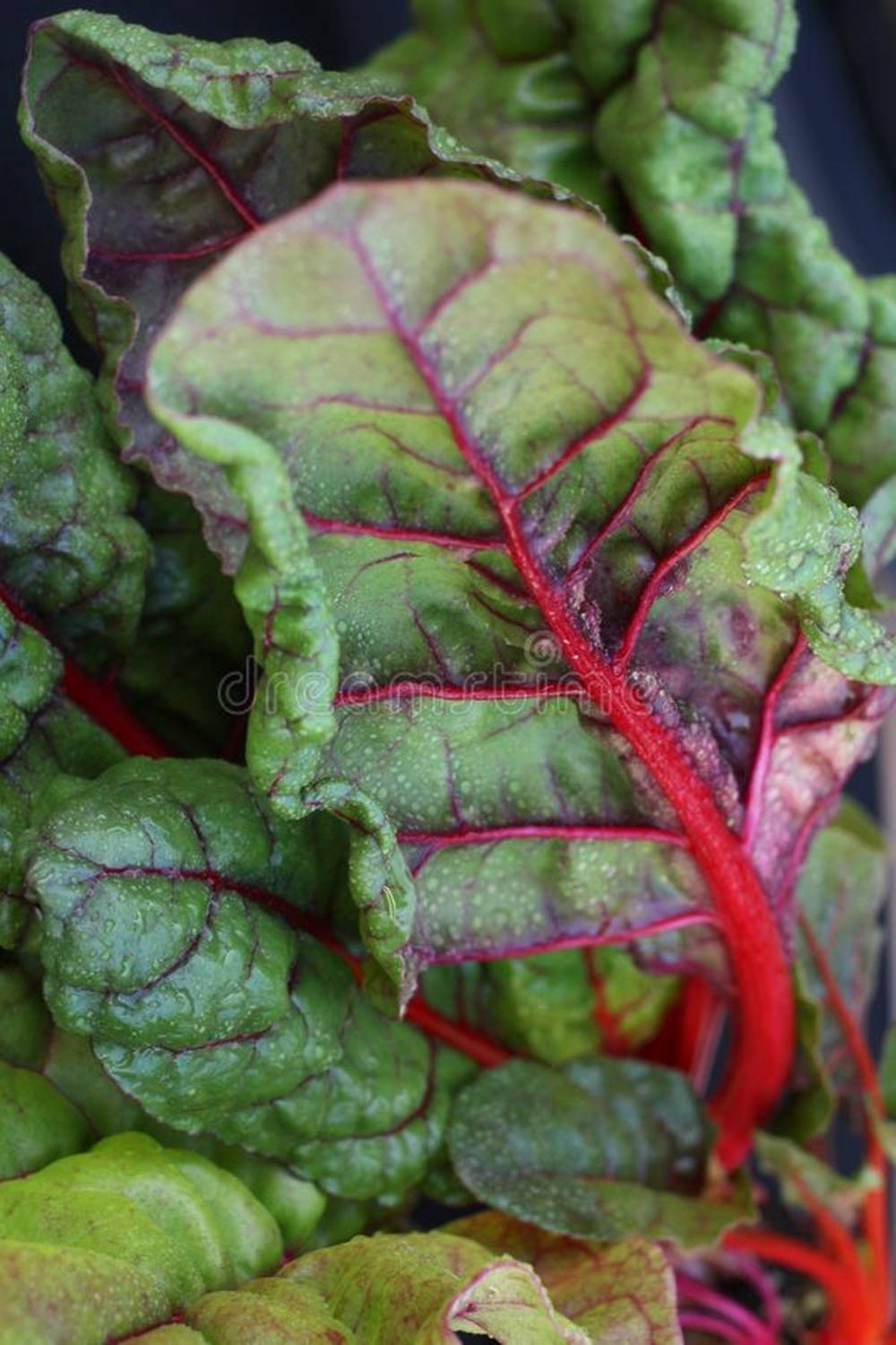 moist red rhubarb swiss chard vegetable, vibrant green chard leaves, bold red veins, HD Phone Wallpaper