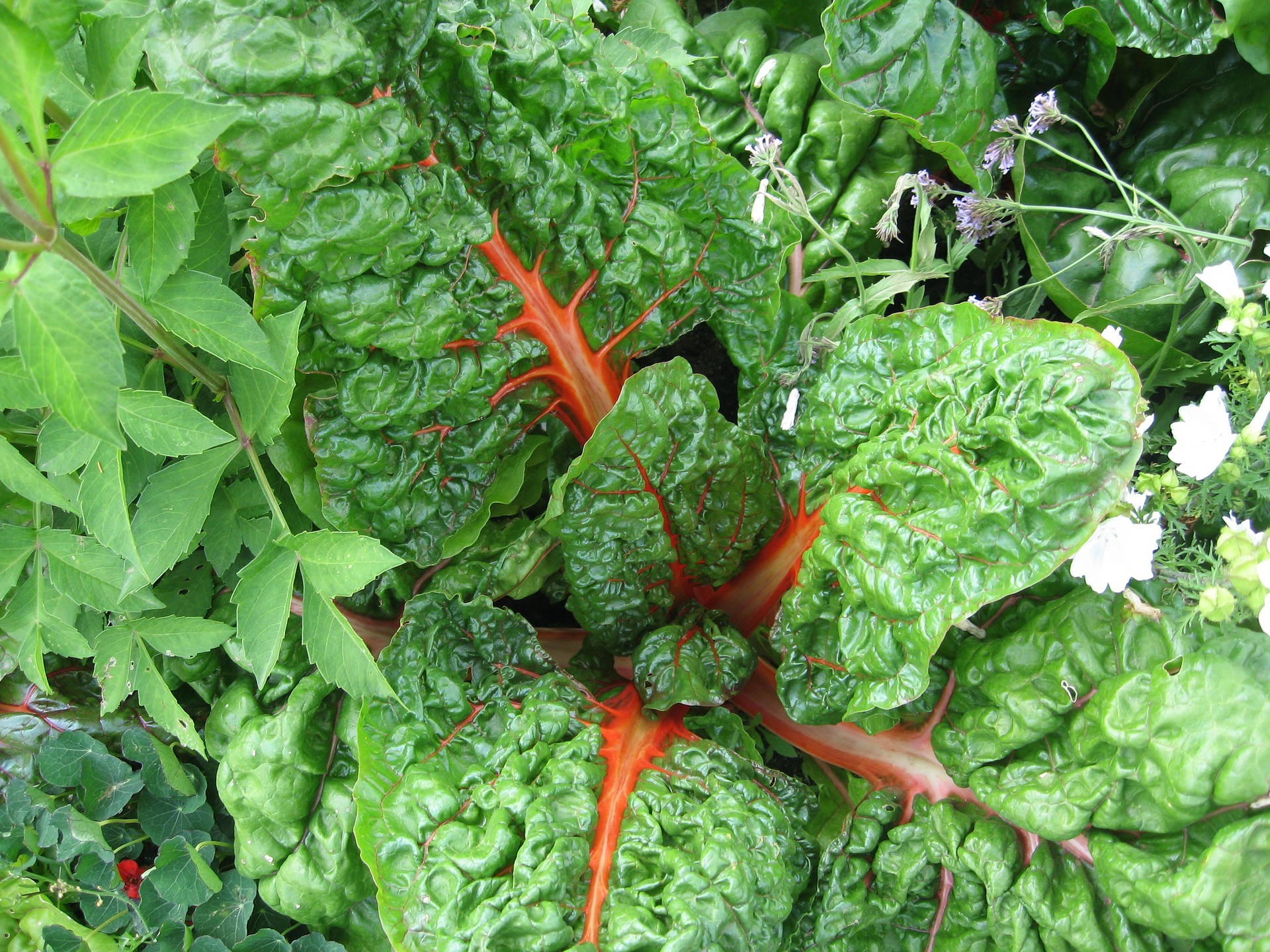 Garden Vegetable Orange Swiss Chard, vibrant green chard leaves, bold red stems, Full HD Desktop Wallpaper