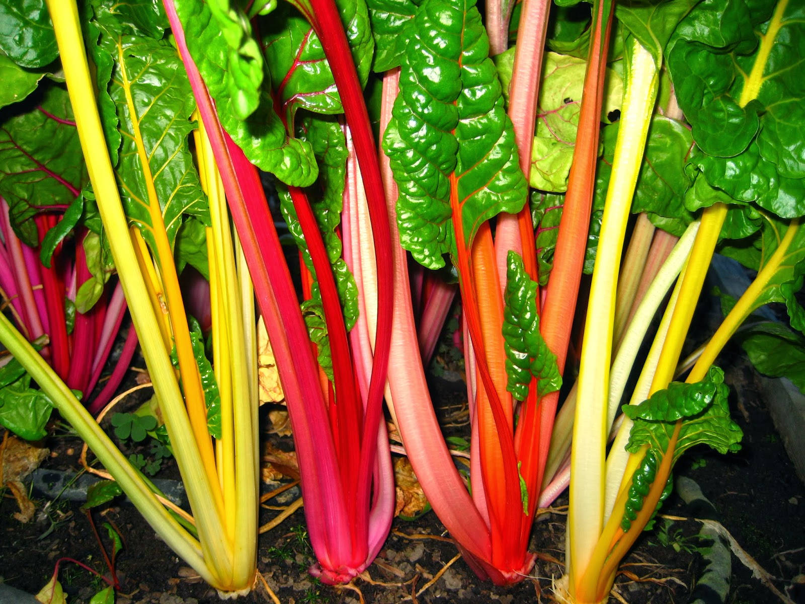 Colorful Swiss Chard Vegetable Plant, rainbow chard, colorful stems, HD Desktop Wallpaper