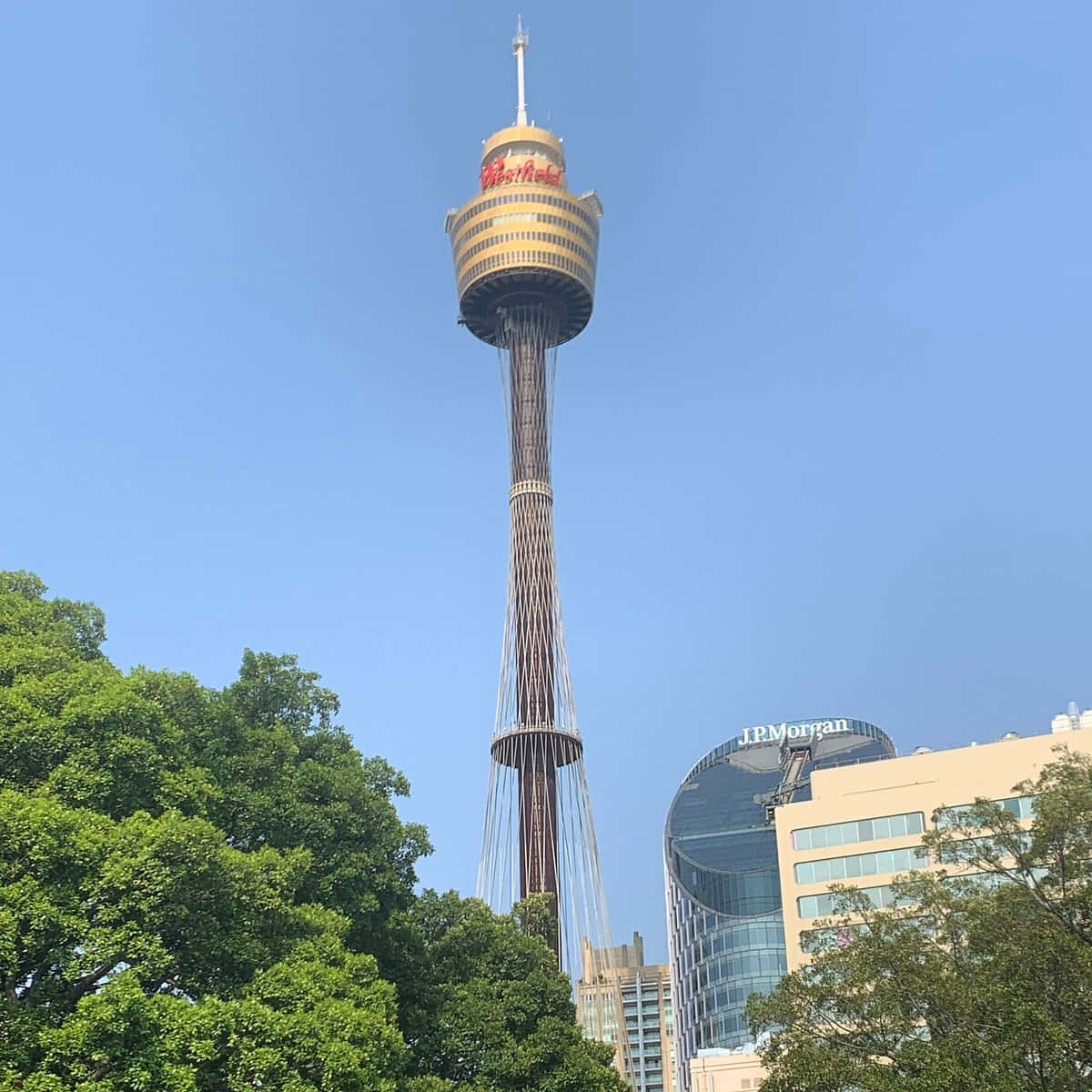 Sydney Tower Eye, clear blue sky, lush green trees, SD Desktop Wallpaper