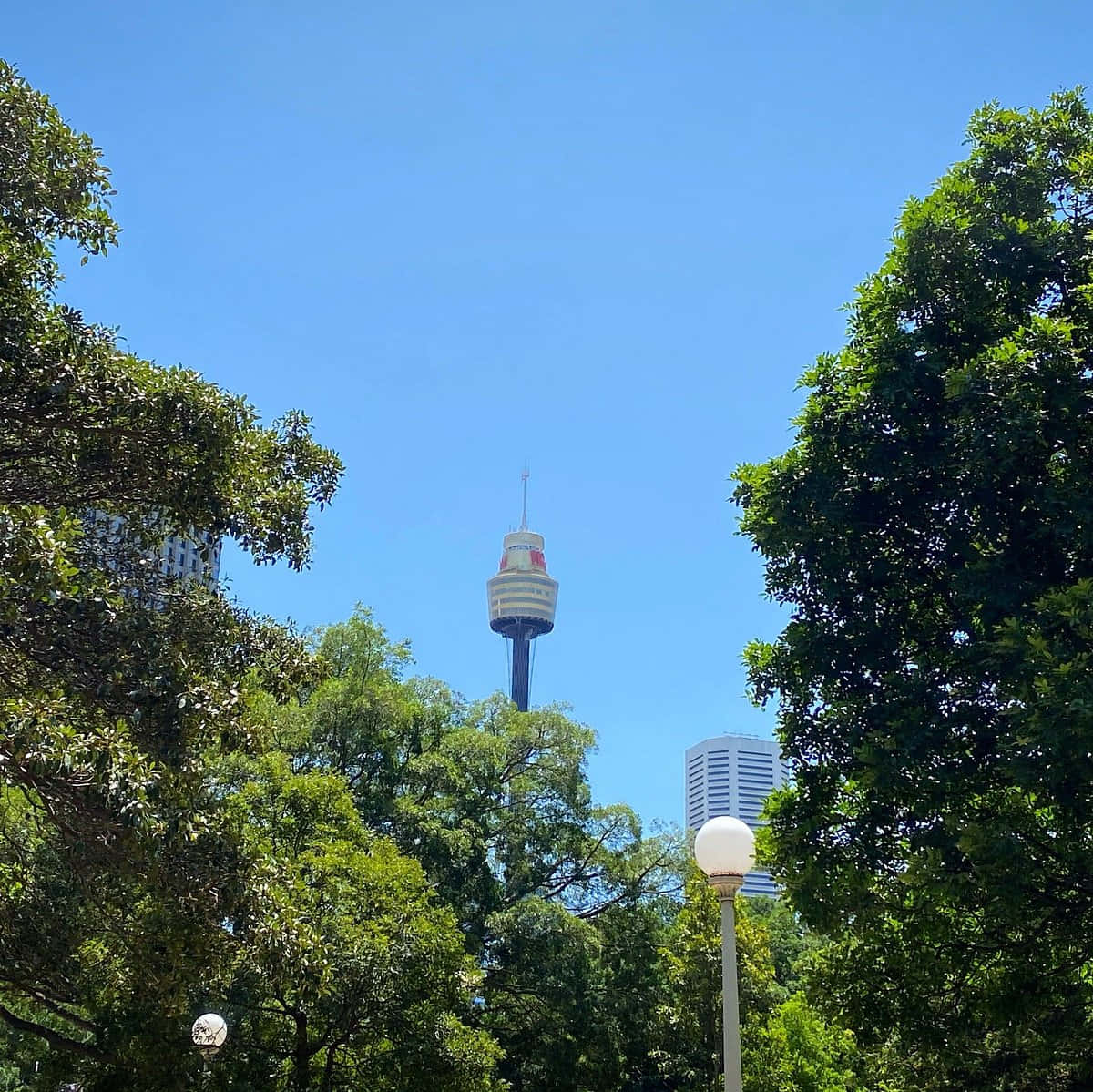 Sydney Tower Eye, lush green trees, clear blue sky, SD Desktop Wallpaper