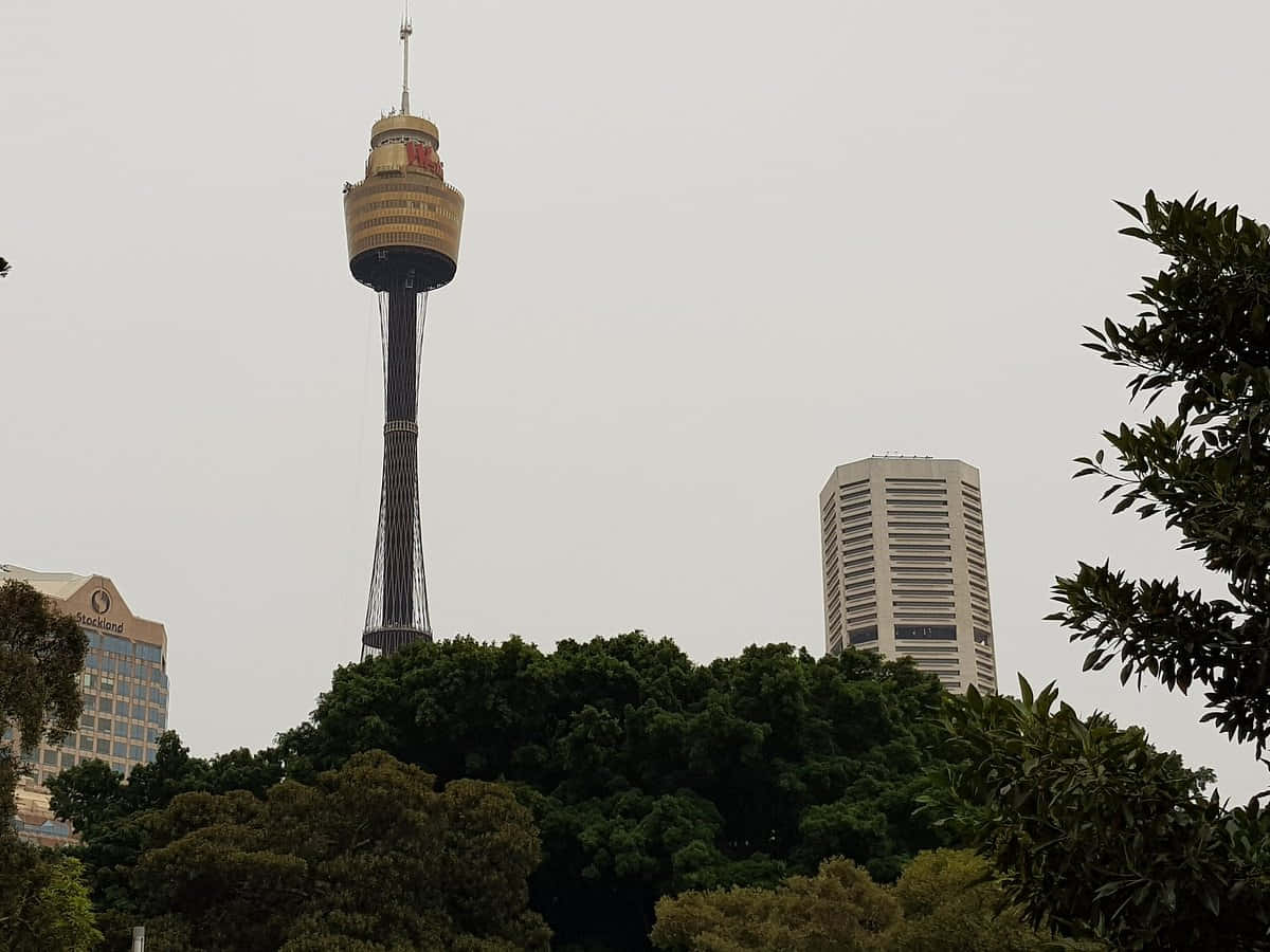 Sydney Tower Eye, lush green trees, hazy overcast sky, SD Desktop Wallpaper