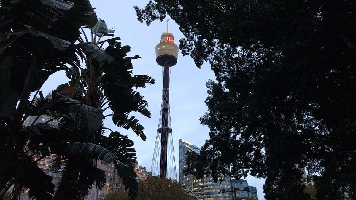 Sydney Tower Eye, dusk, dark tropical leaves, SD Desktop Wallpaper