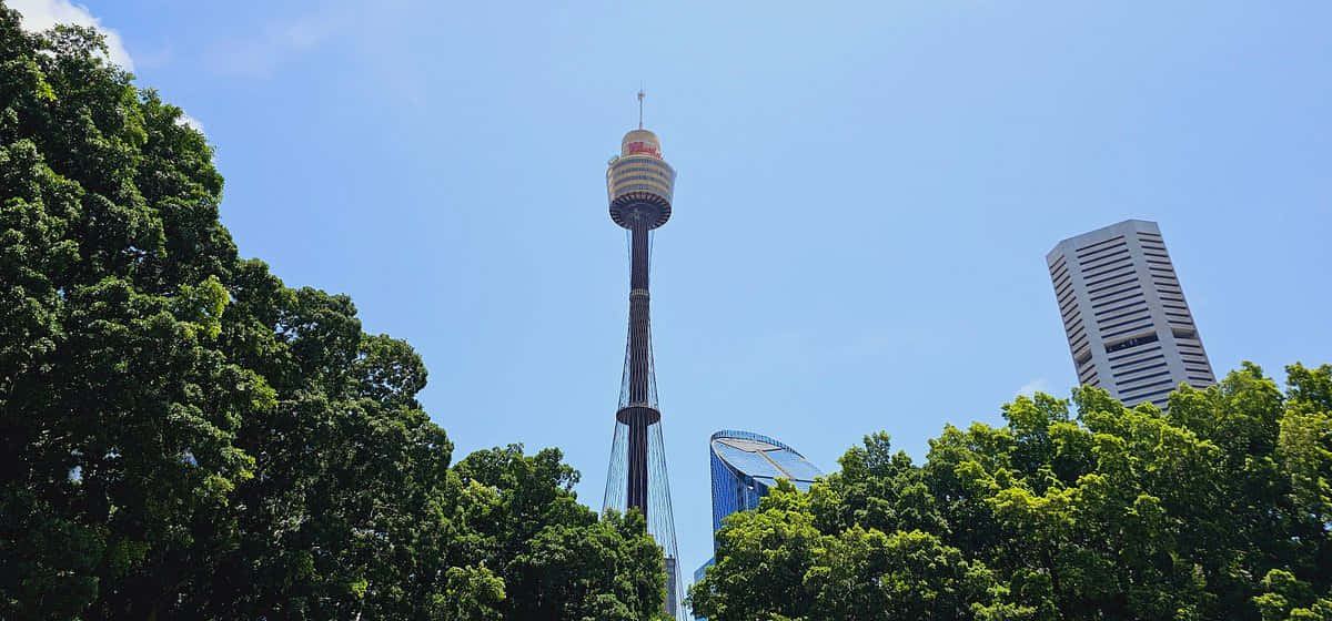 Sydney Tower Eye, lush green trees, clear blue sky, SD Desktop Wallpaper