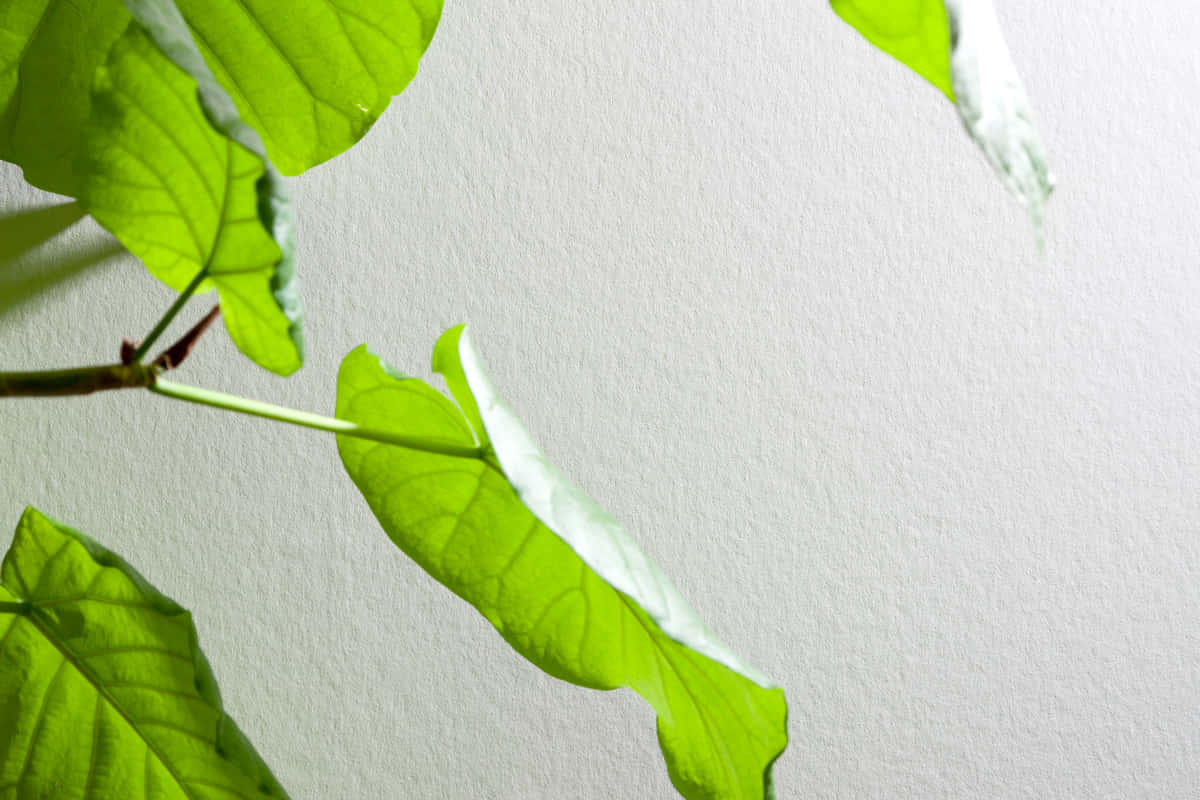 synthetic plastered wall, vibrant green leaves, visible veins, SD Desktop Wallpaper