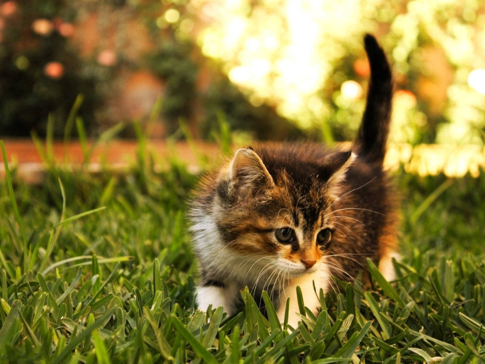 furry tabby kitten, white paws, vibrant green grass, HD Desktop Wallpaper