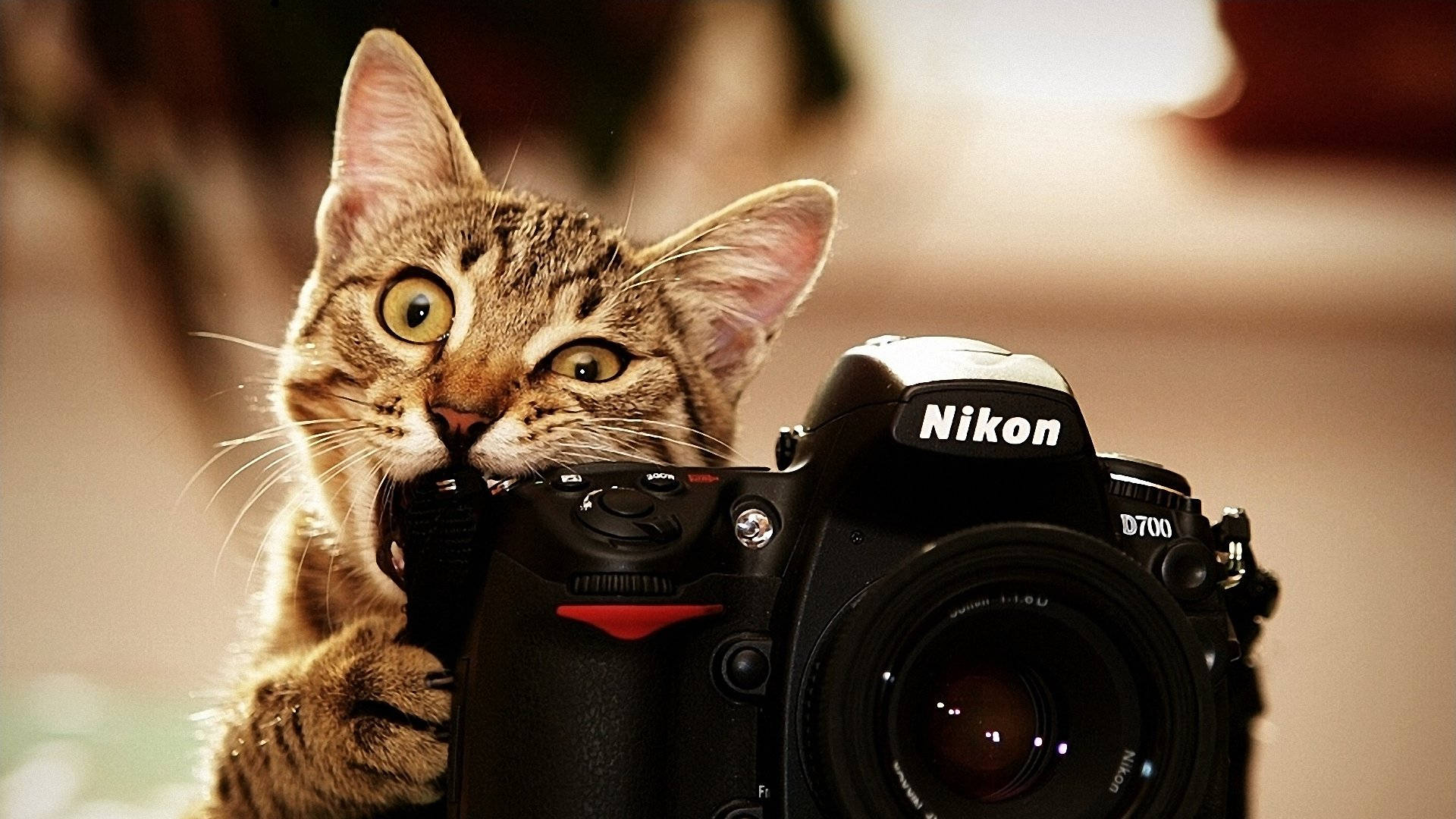 tabby cat, Nikon D700 DSLR camera, black, Full HD Desktop Wallpaper