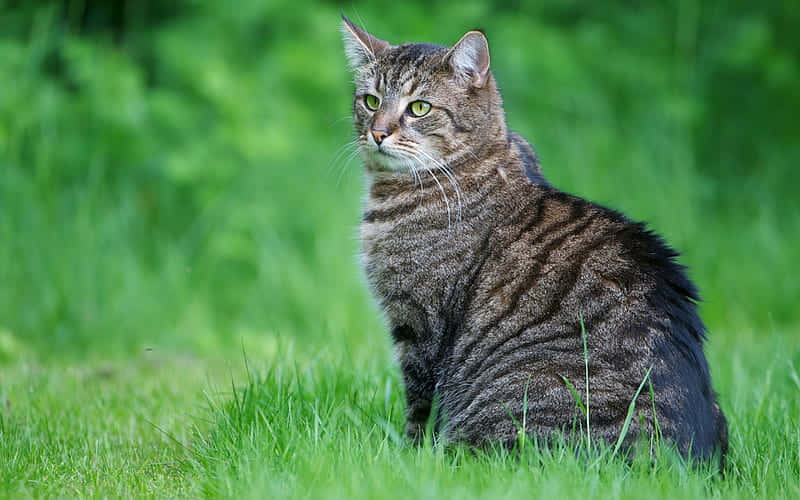 attentive tabby cat, green eyes, vibrant green grass, SD Desktop Wallpaper