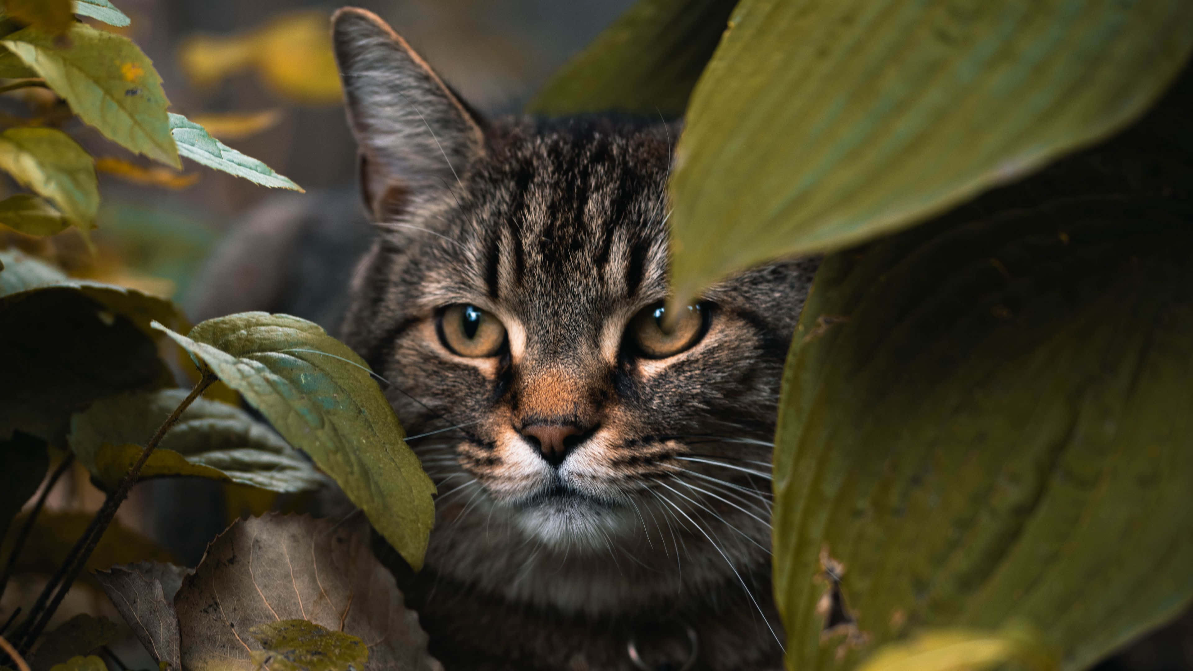 tabby cat, amber eyes, large green leaves, 4K Desktop Wallpaper