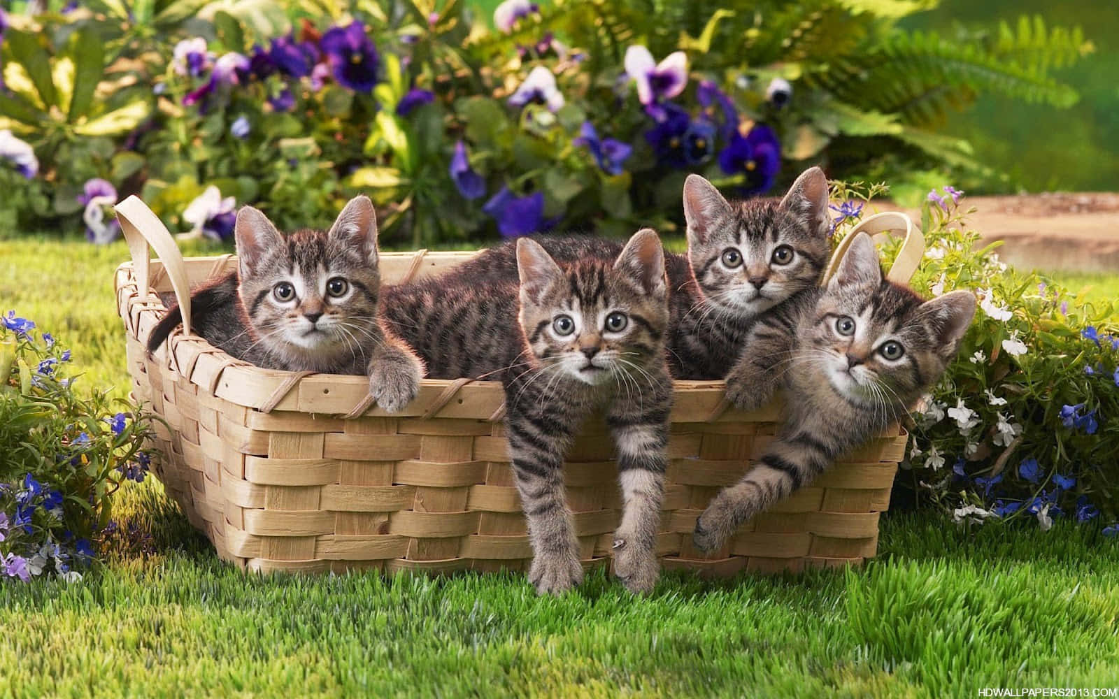 tabby kittens, woven basket, vibrant green grass, HD Desktop Wallpaper