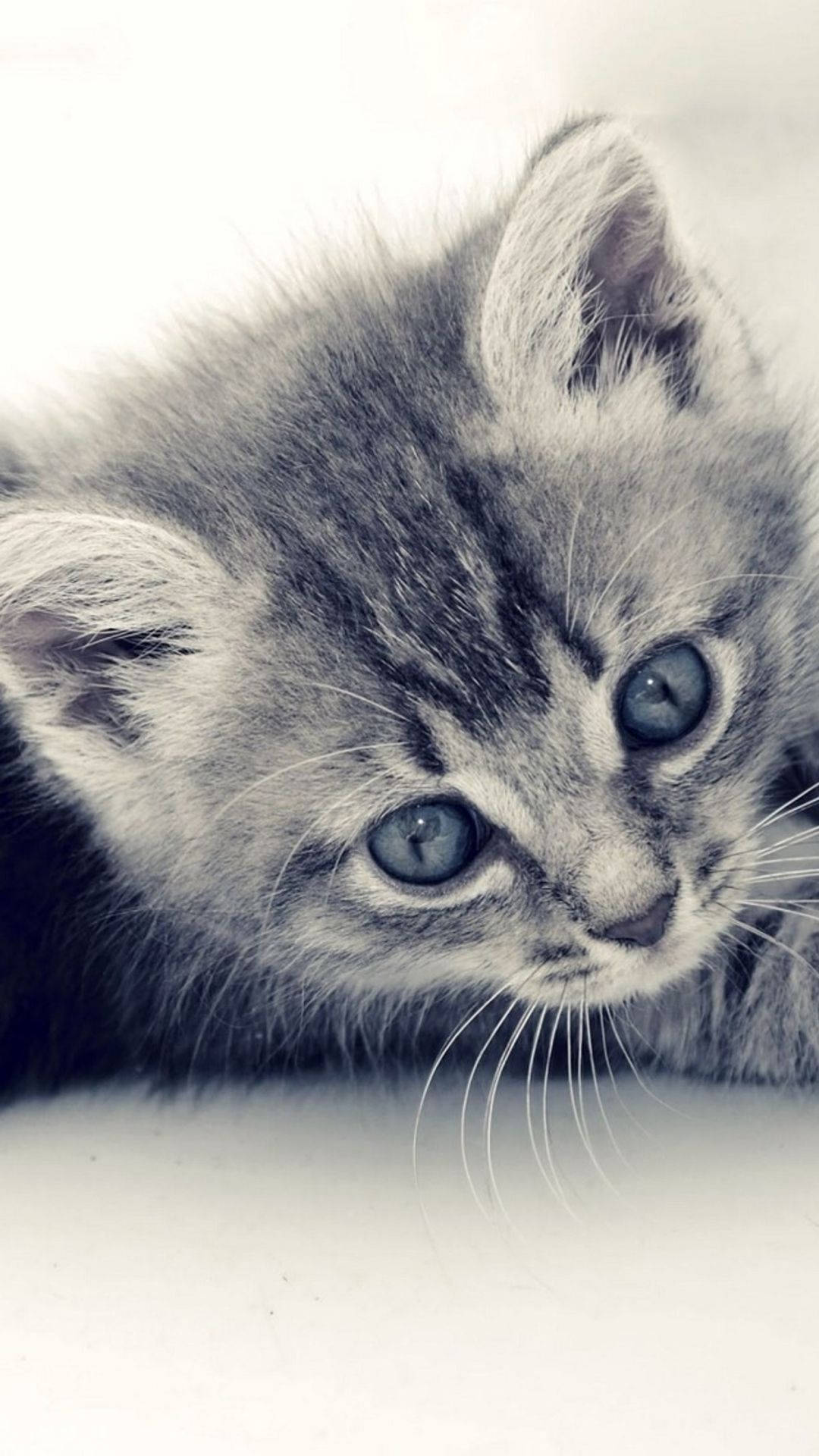 gray tabby cat, blue eyes, close-up, Full HD Phone Wallpaper