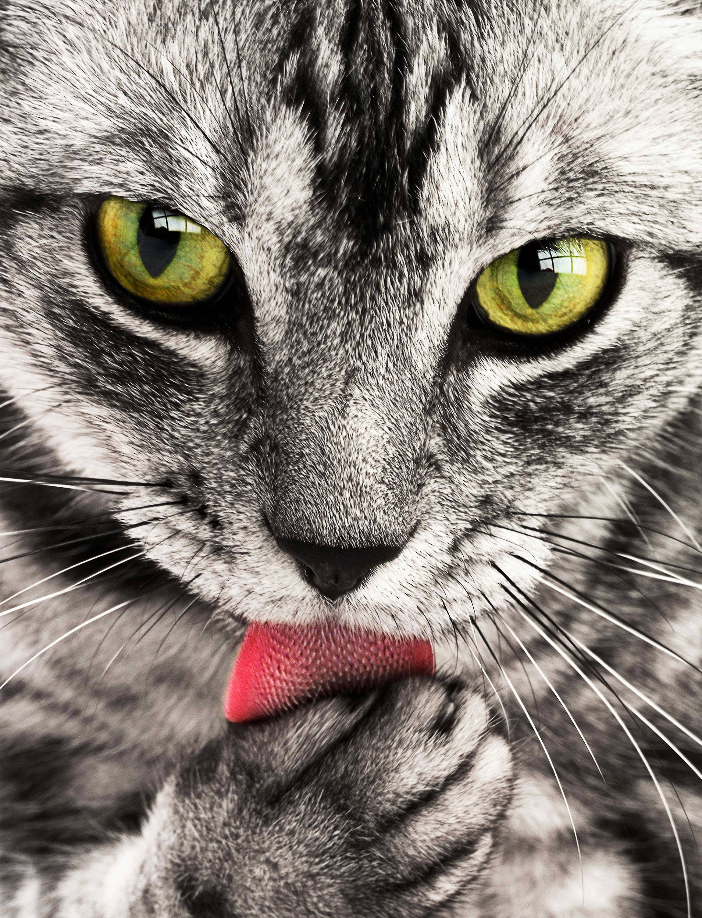 gray tabby cat, green eyes, licking its paw, 2K Phone Wallpaper