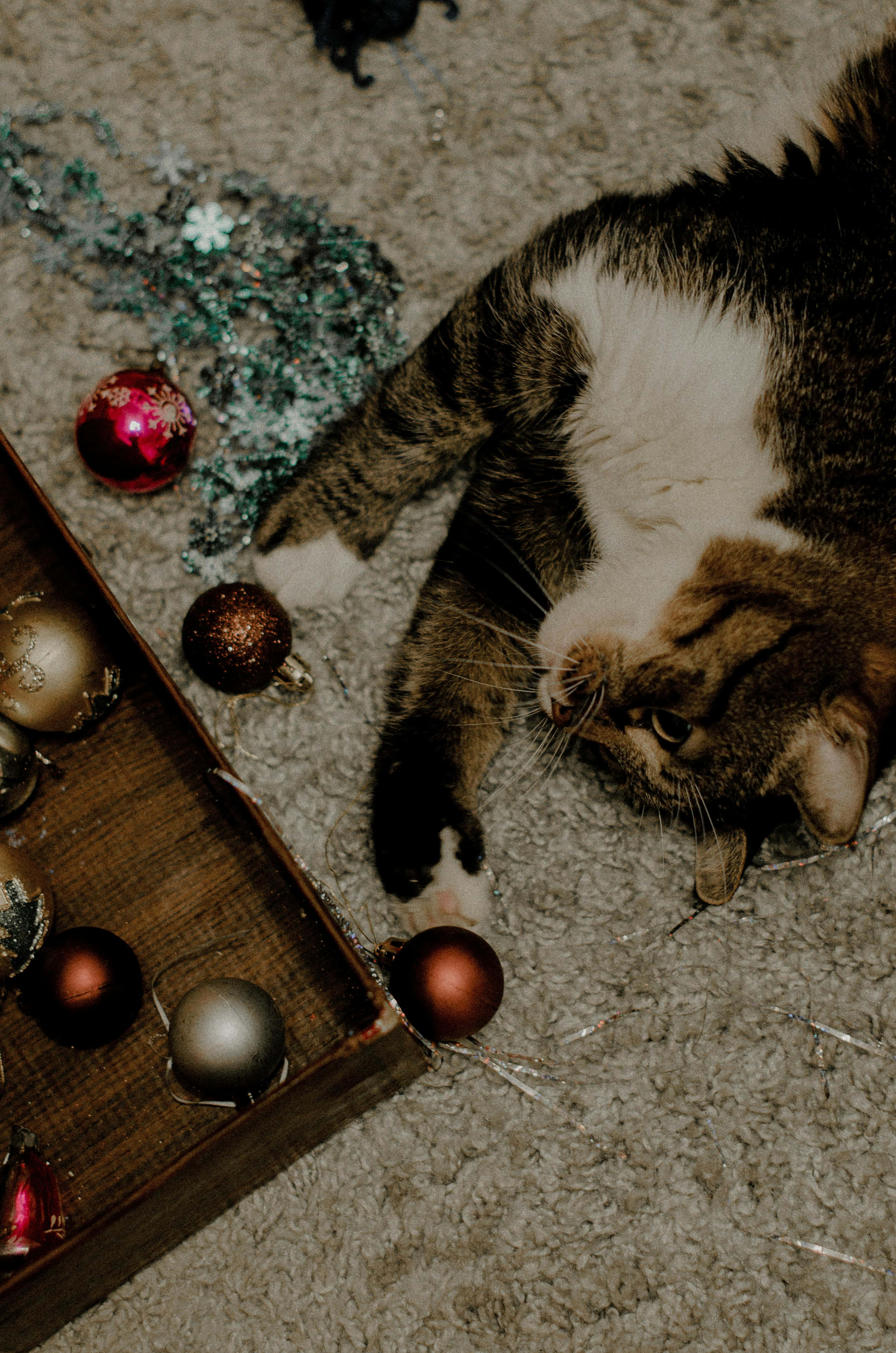 tabby cat, Christmas decorations, red gold and silver Christmas ornaments, 4K Phone Wallpaper