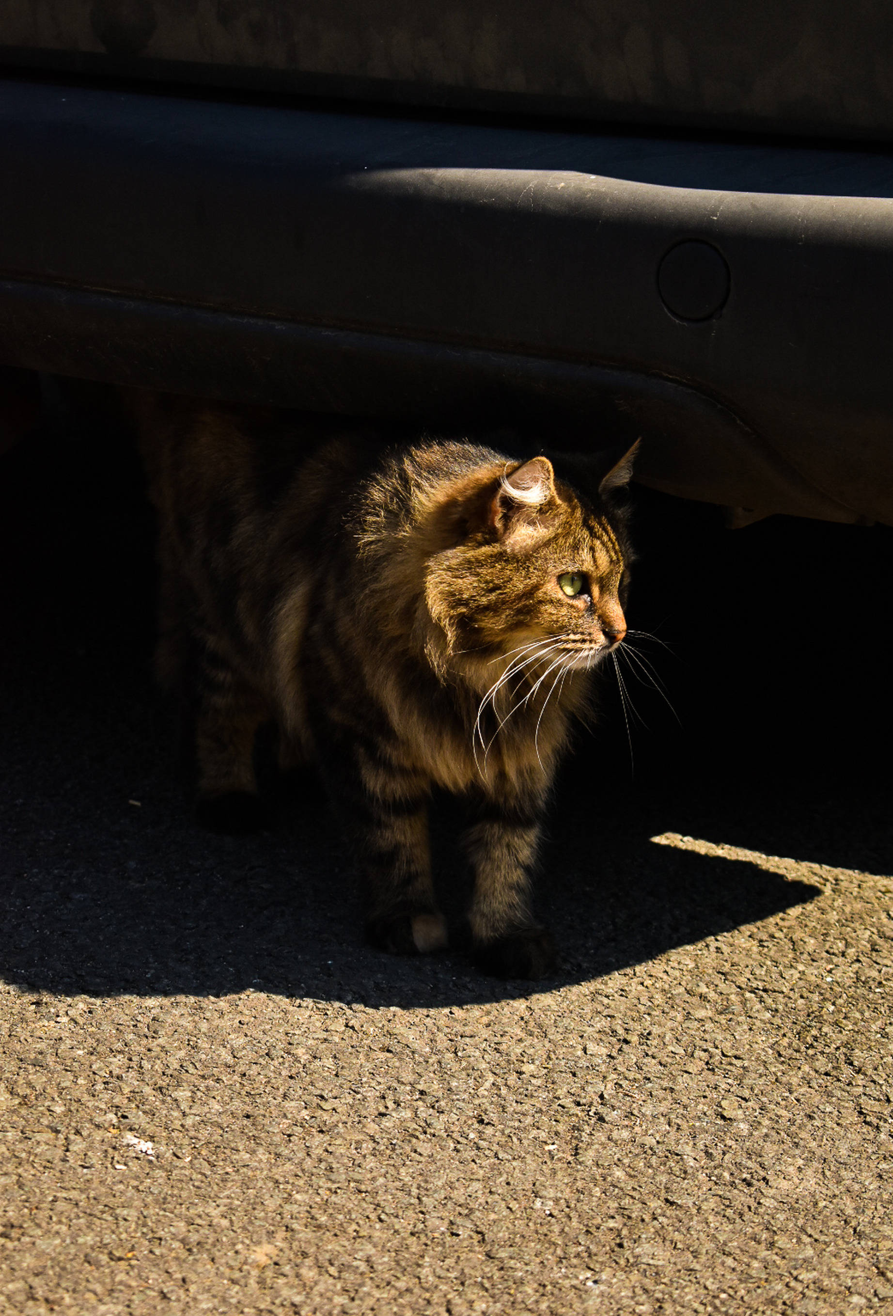tabby cat, green eyes, sunlit asphalt, 2K Phone Wallpaper