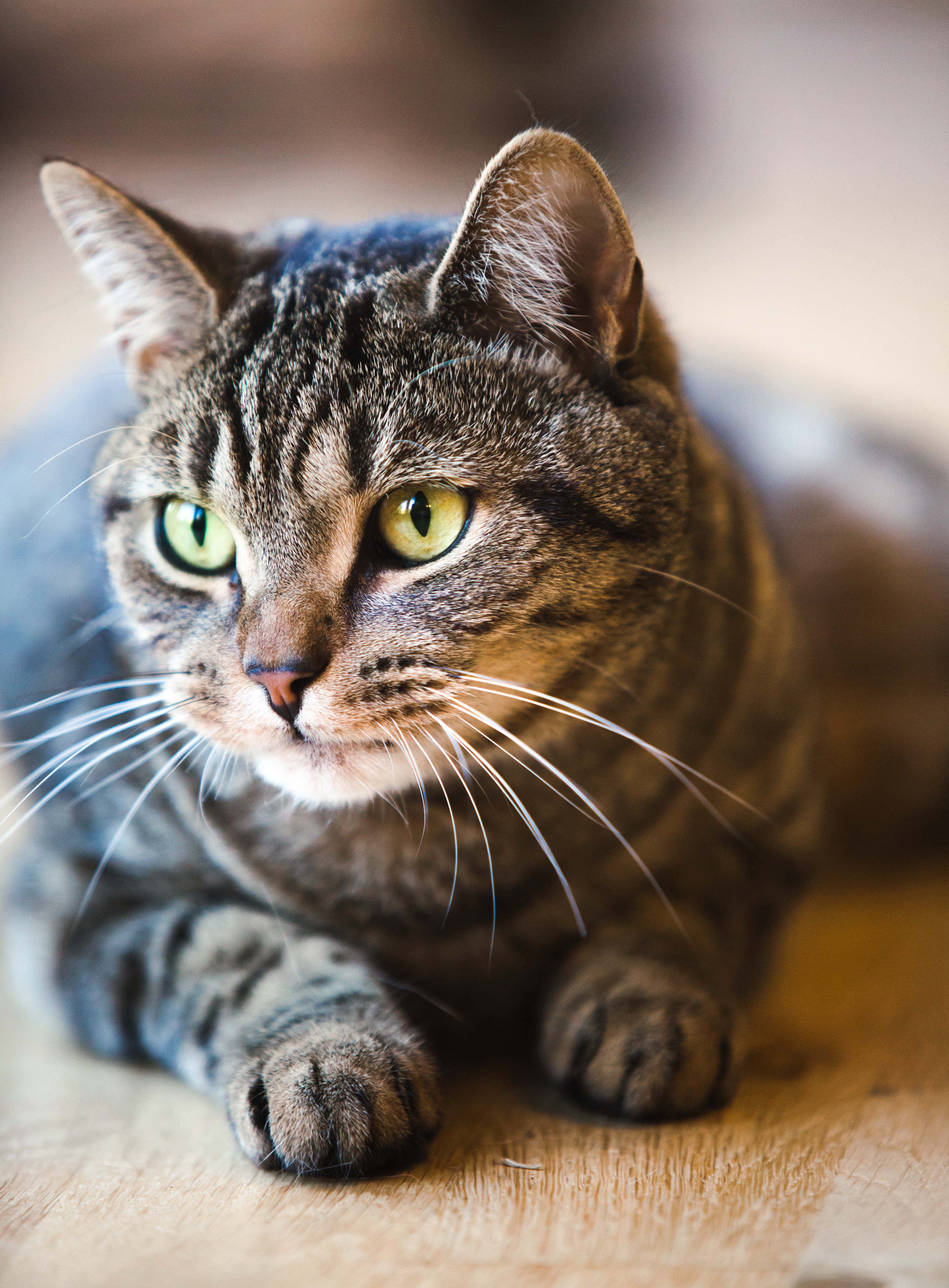 tabby cat, green eyes, warm wooden floor, 5K Phone Wallpaper