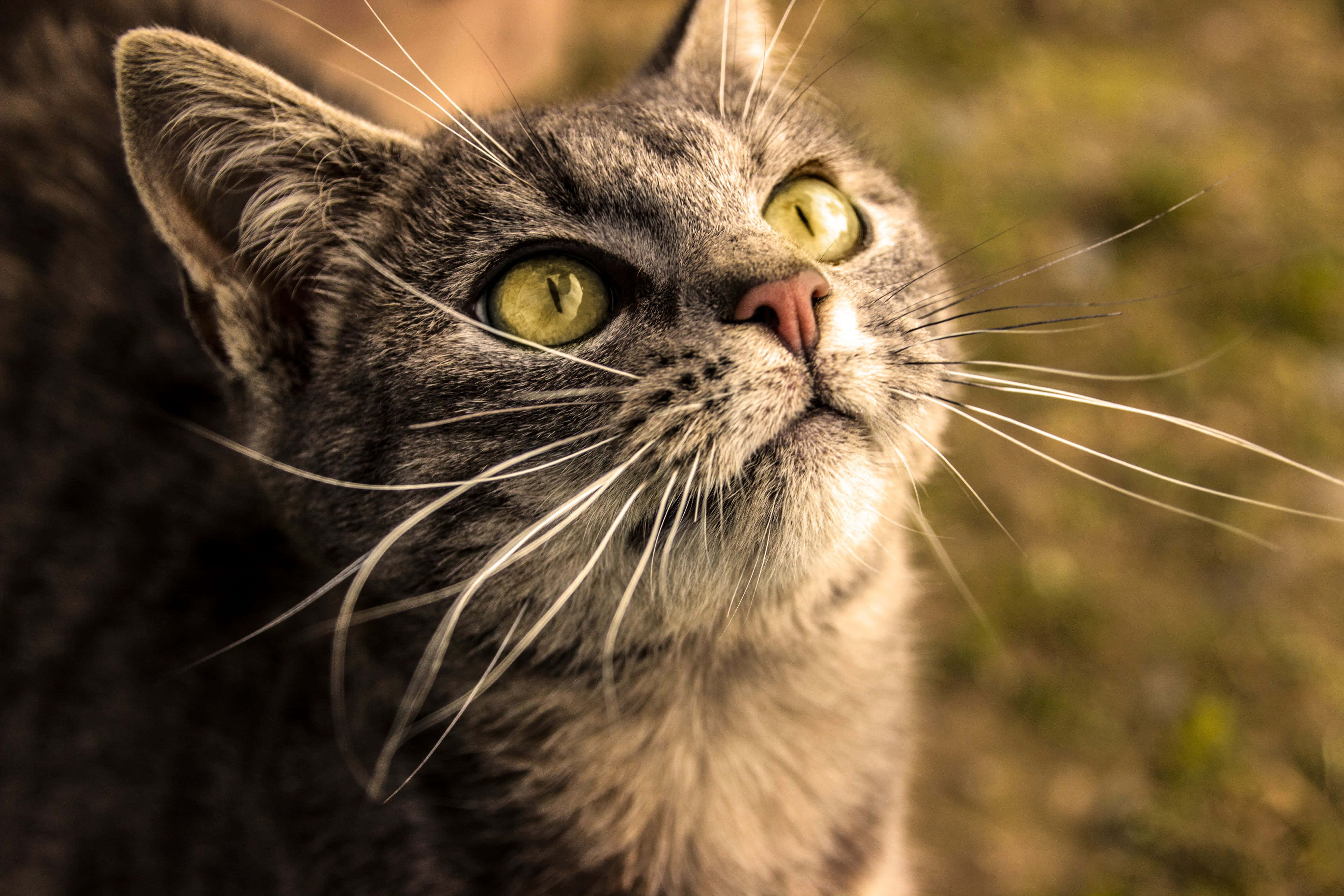 tabby cat, gray tabby cat, green eyes, 5K Desktop Wallpaper