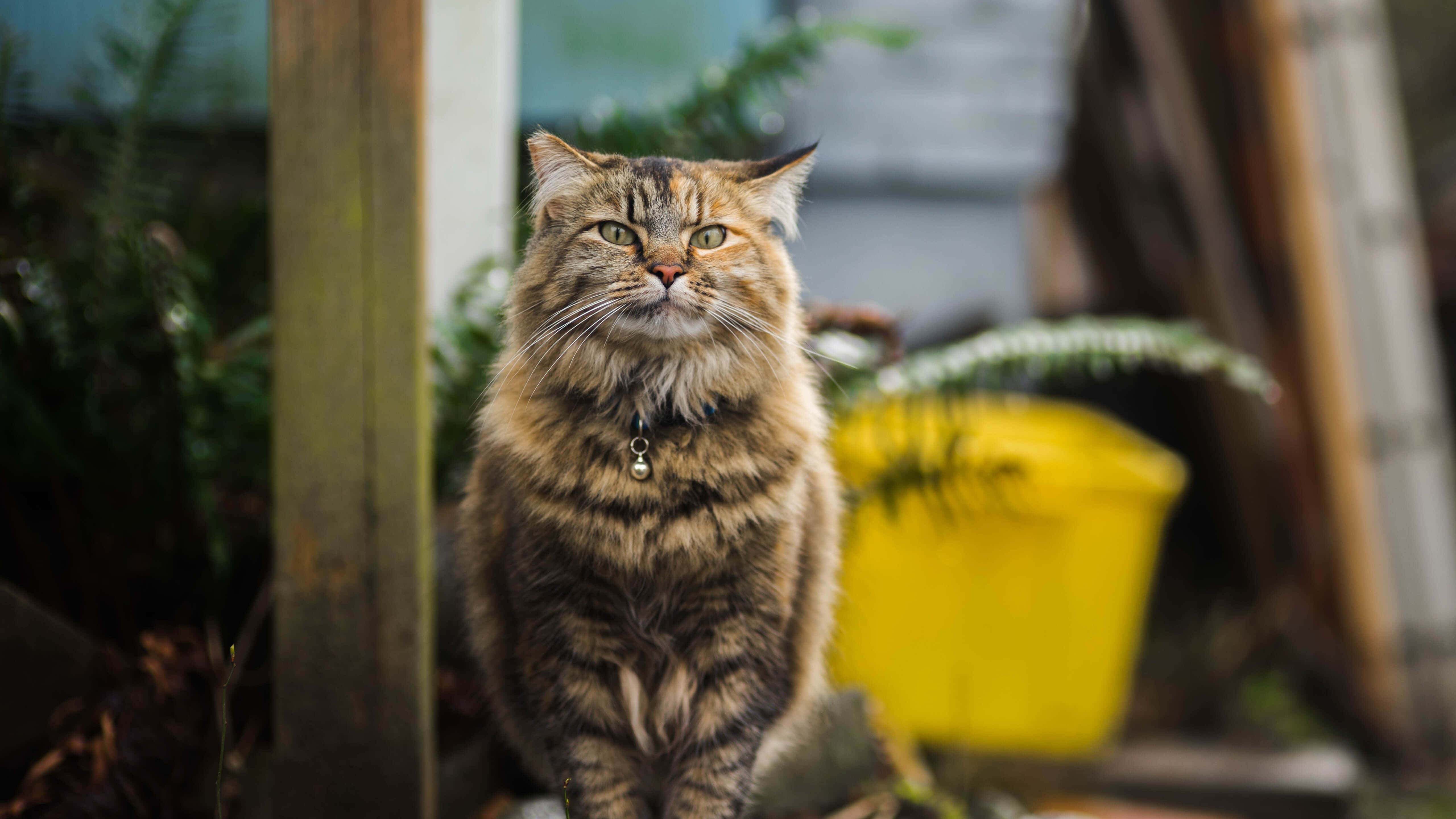 tabby cat, green eyes, yellow bucket, 5K Desktop Wallpaper
