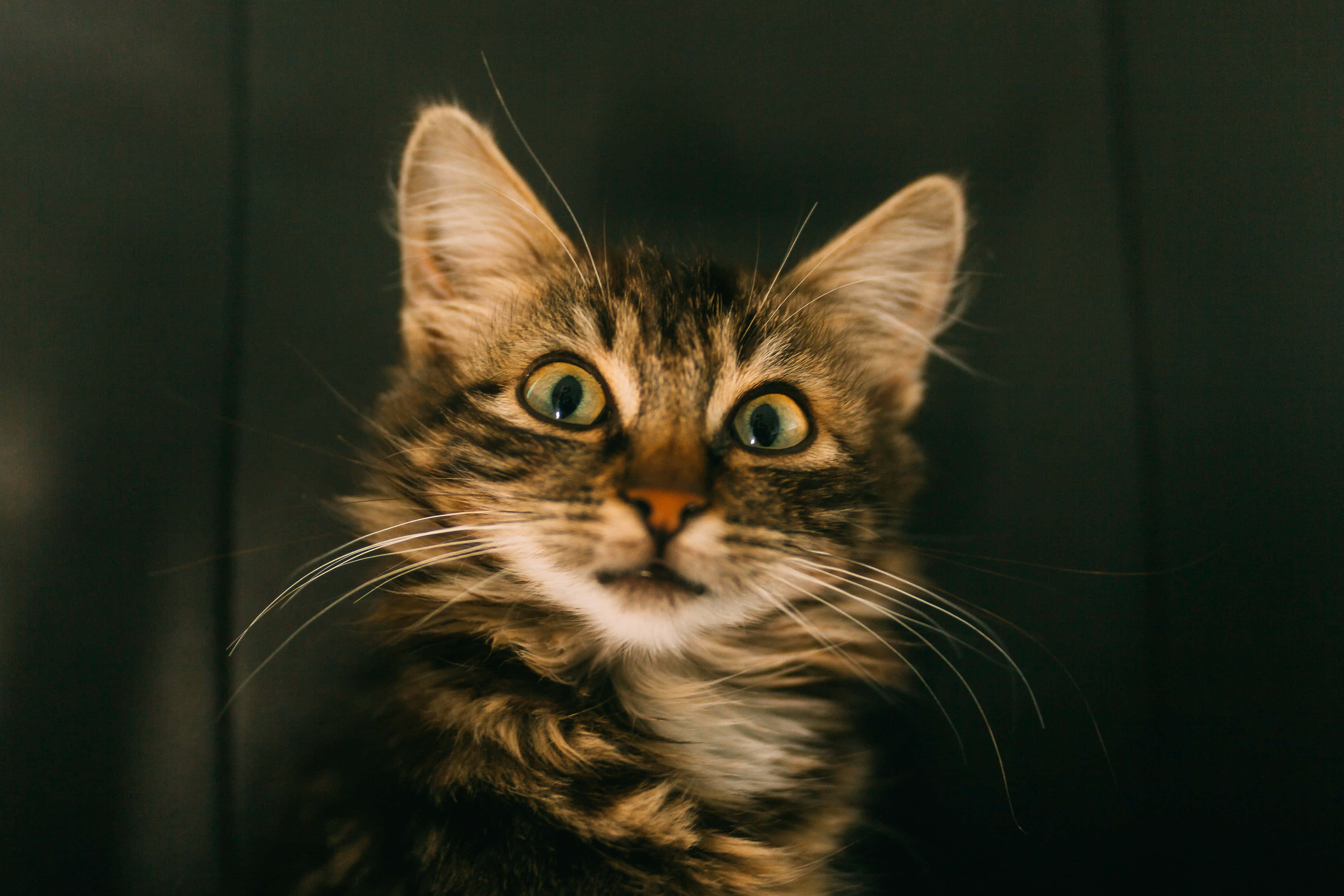 tabby cat, brown tabby cat, green eyes, 4K Desktop Wallpaper
