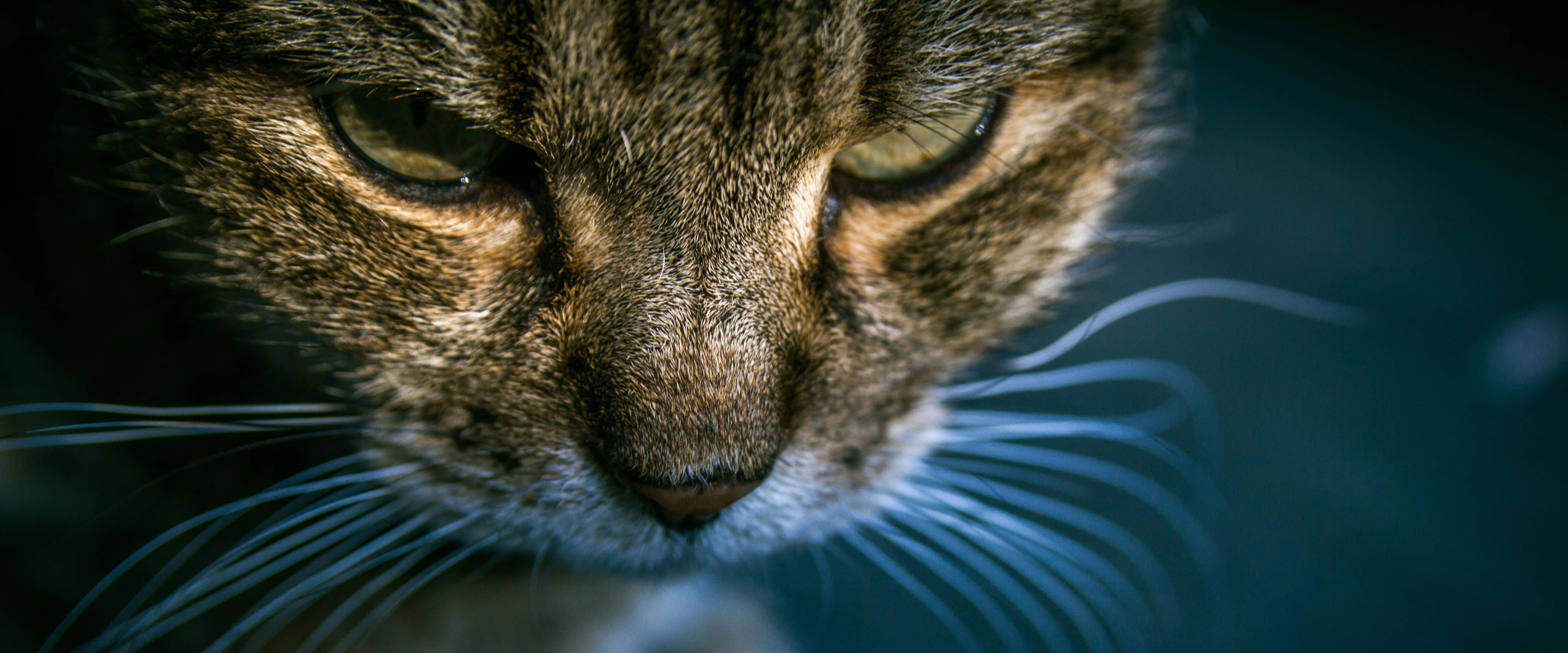 tabby cat, sofa, dark blue background, 5K Desktop Wallpaper
