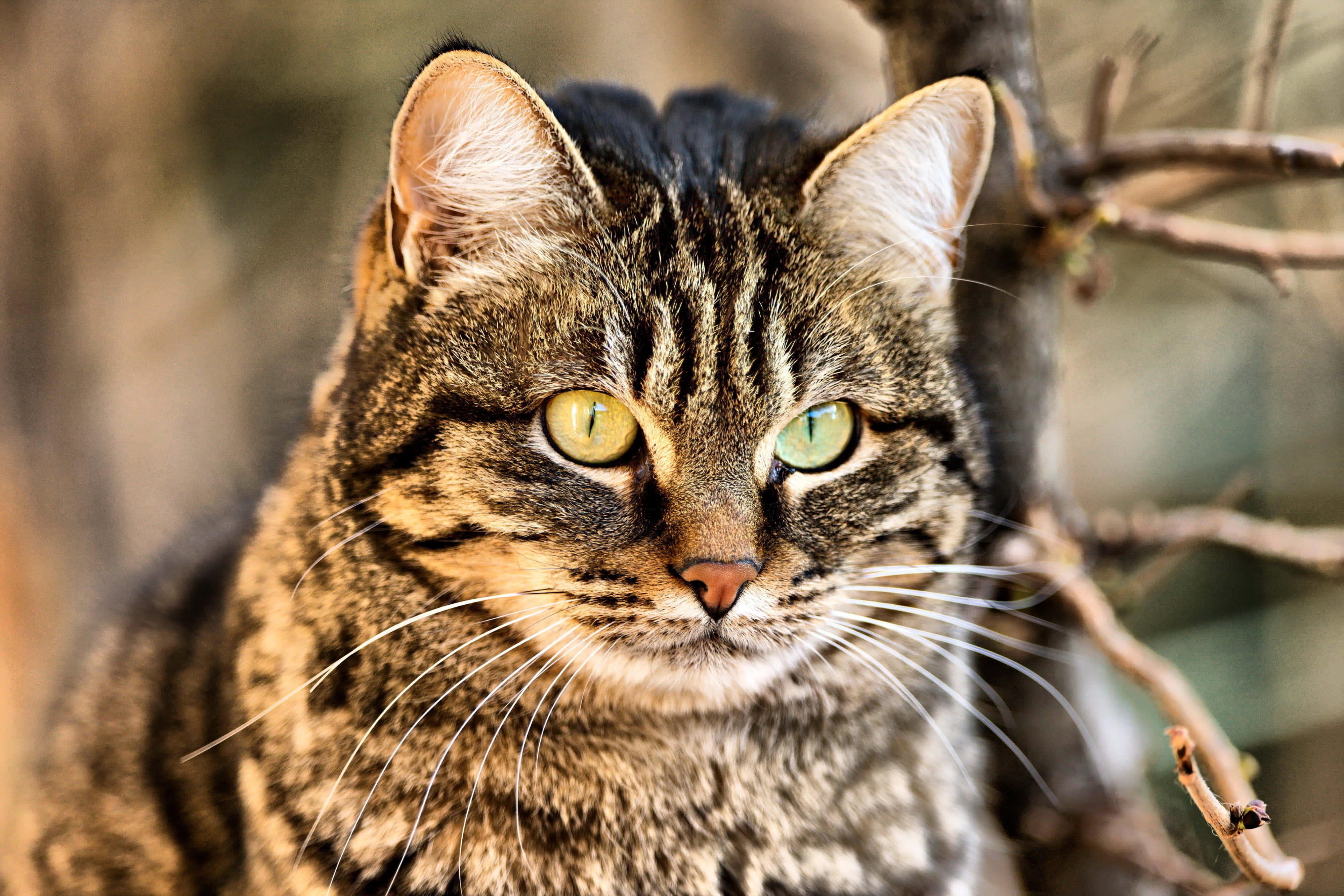 tabby cat, green eyes, wooden floor, 4K Desktop Wallpaper