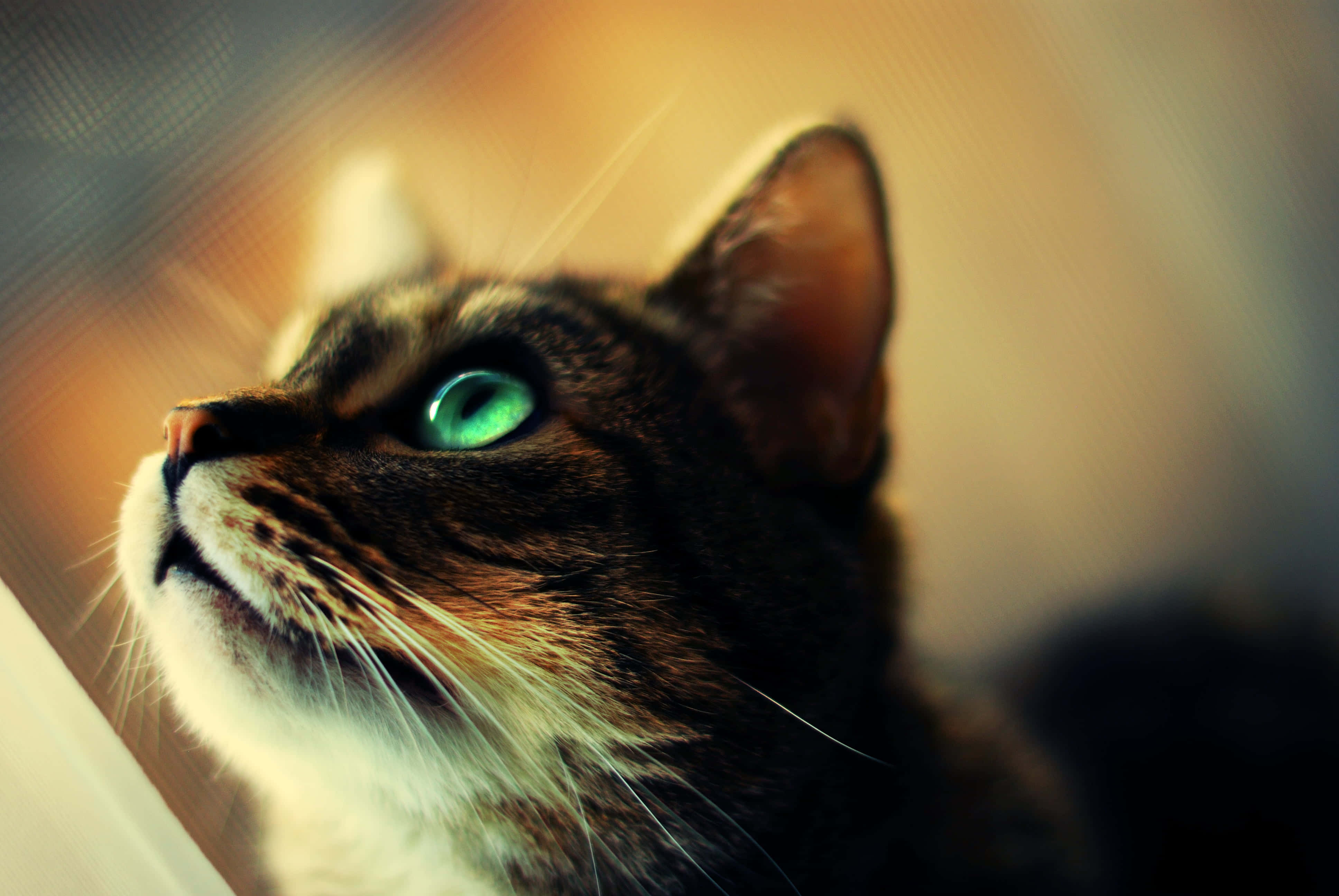 Tabby Cat, green eyes, striped fur, 4K Desktop Wallpaper