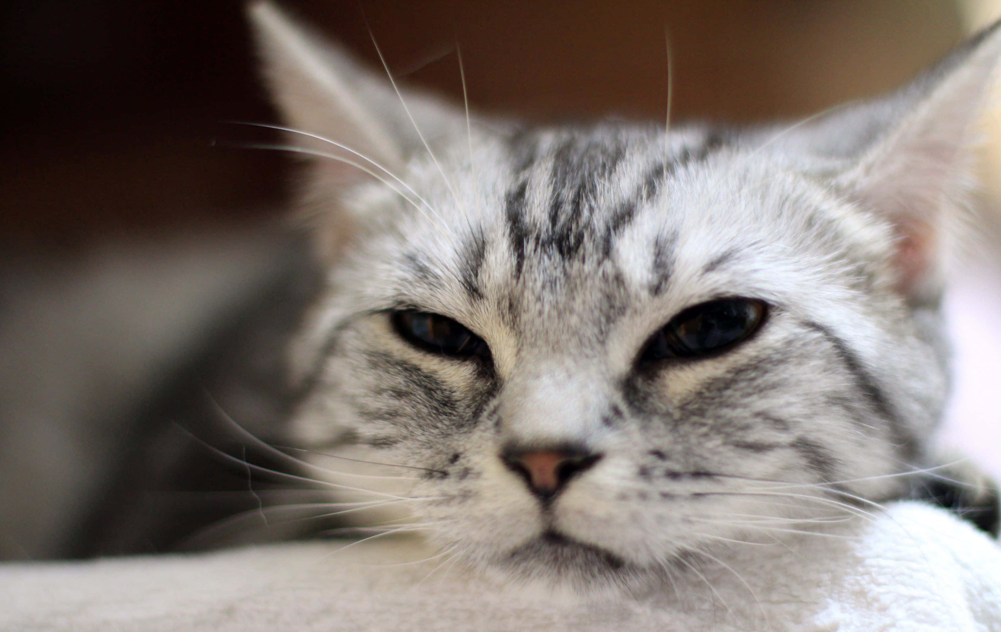 tabby cat, gray tabby cat, narrowed eyes, 2K Desktop Wallpaper