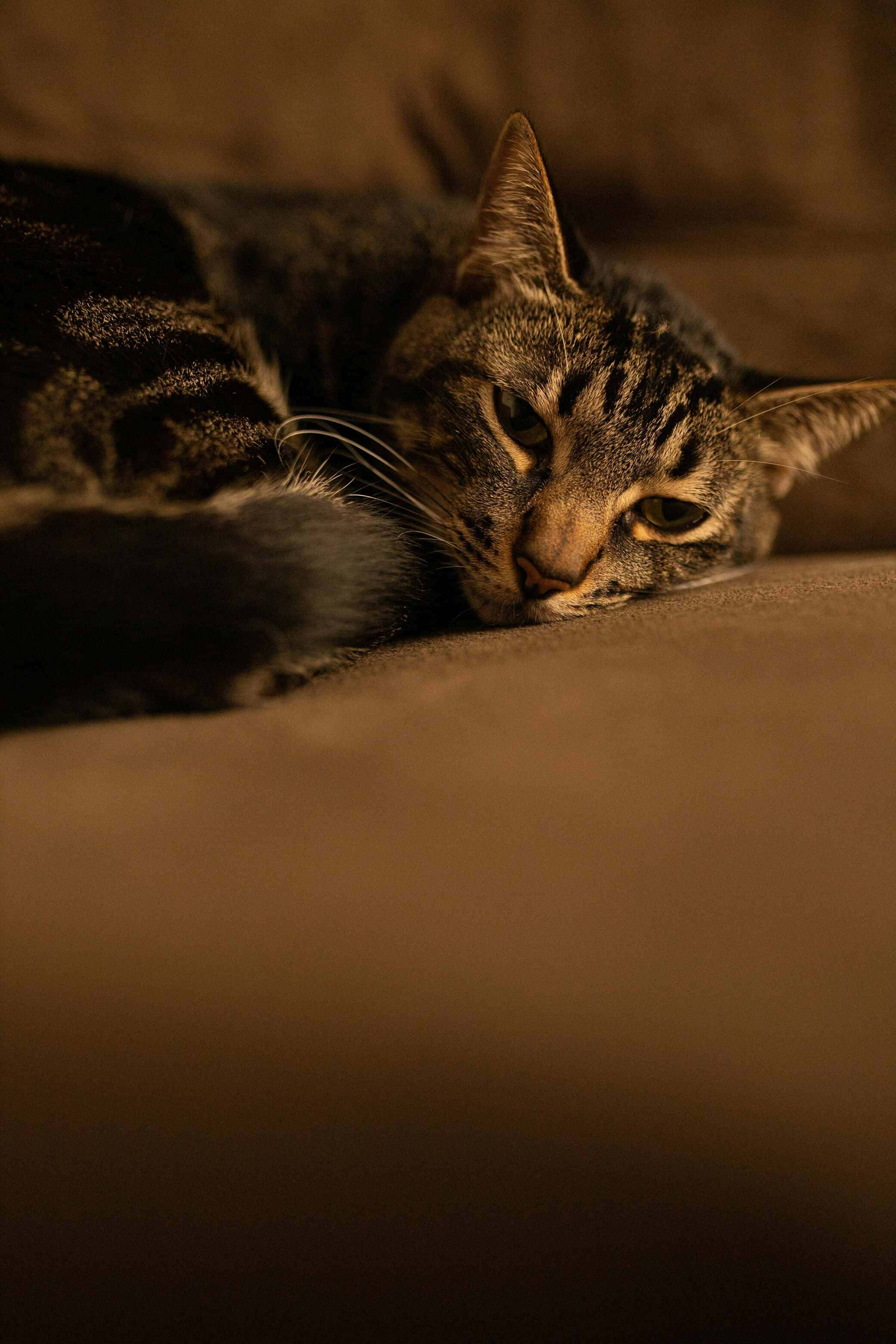 contemplative tabby cat, soft brown surface, warm golden light, 2K Phone Wallpaper