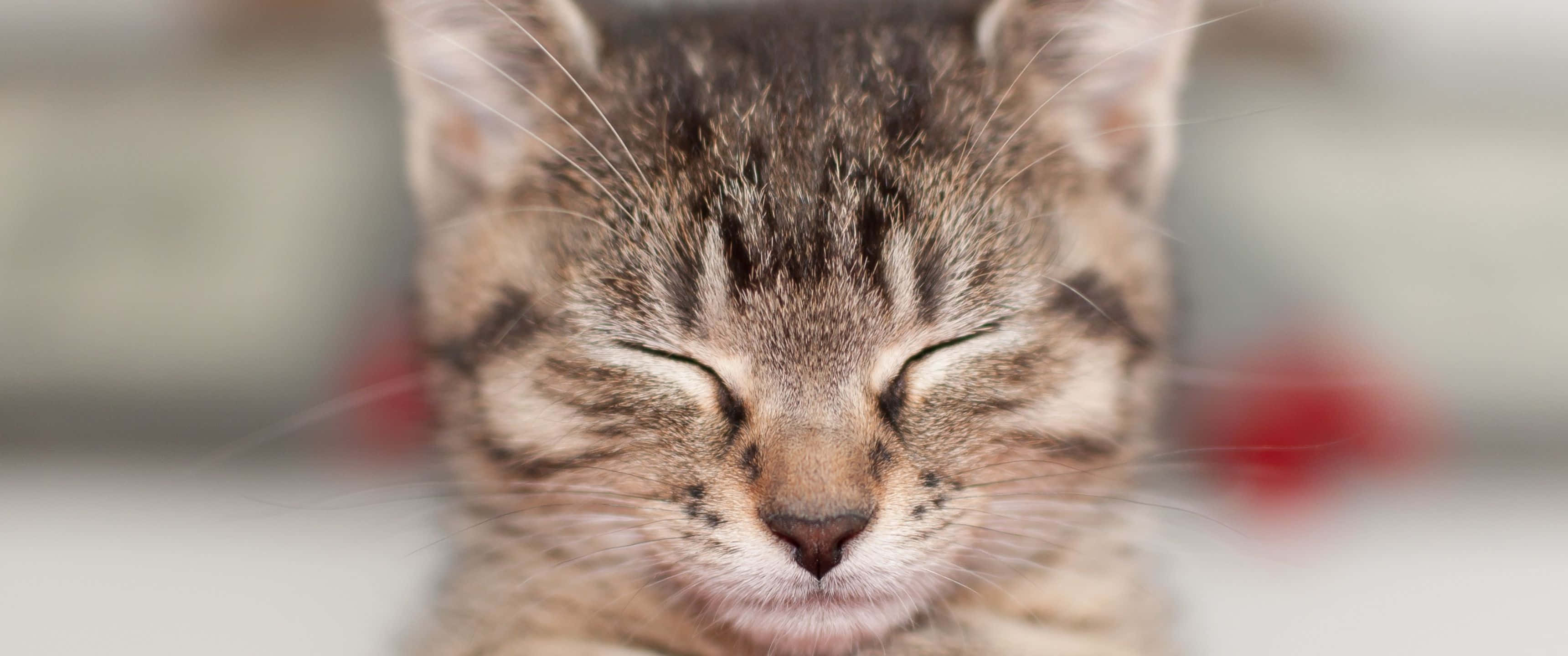 tabby kitten, eyes closed, whiskers soft, 2K Desktop Wallpaper