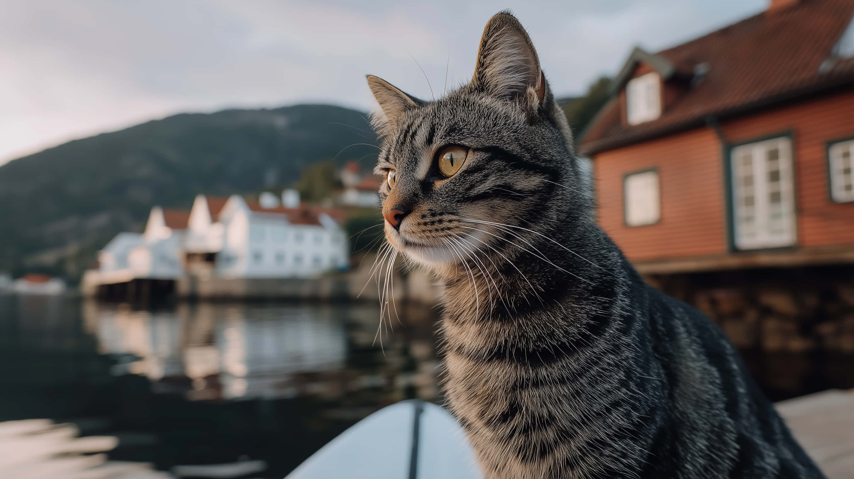 tabby cat, waterside village, dock, 2K Desktop Wallpaper