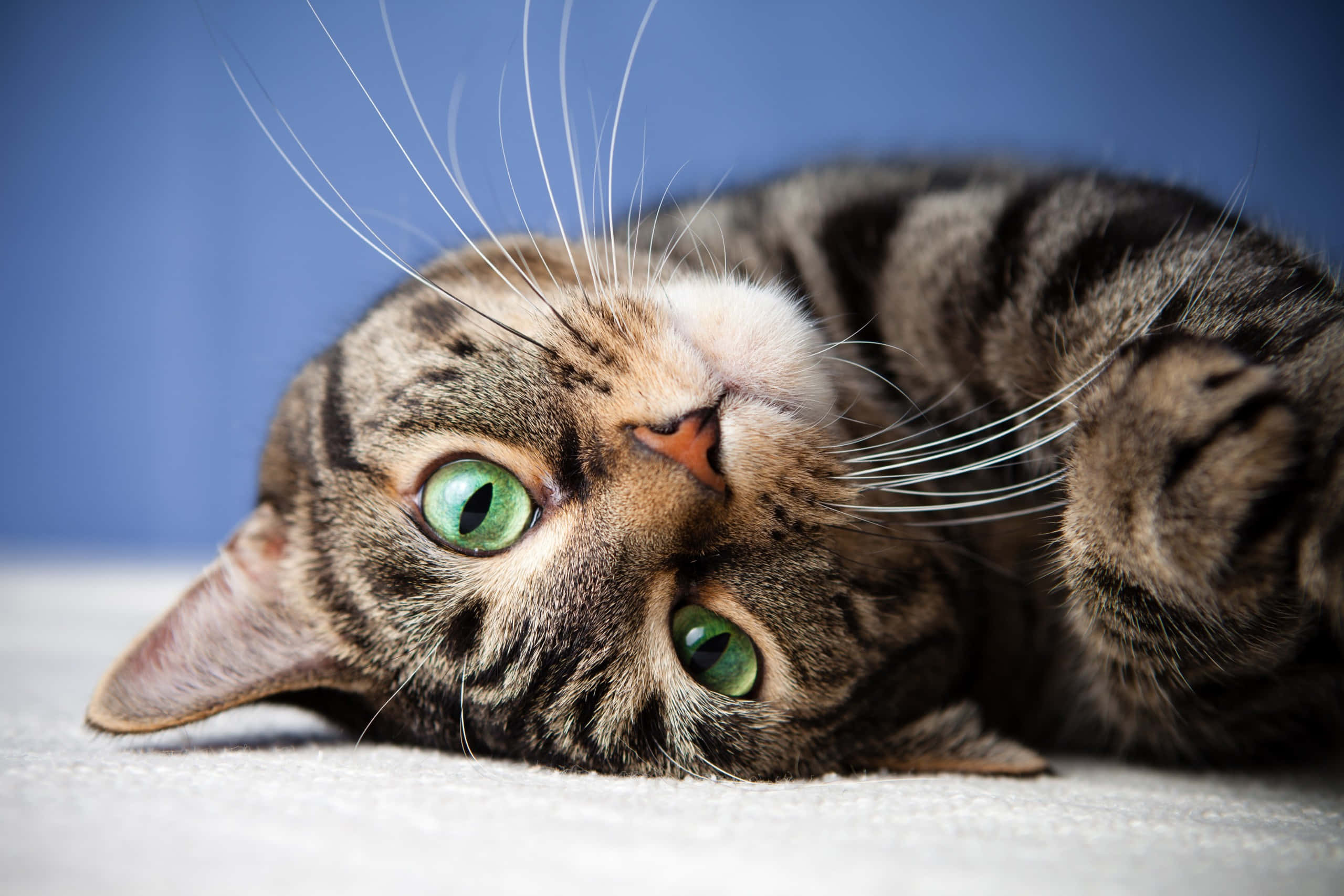 tabby cat, green eyes, white surface, 2K Desktop Wallpaper