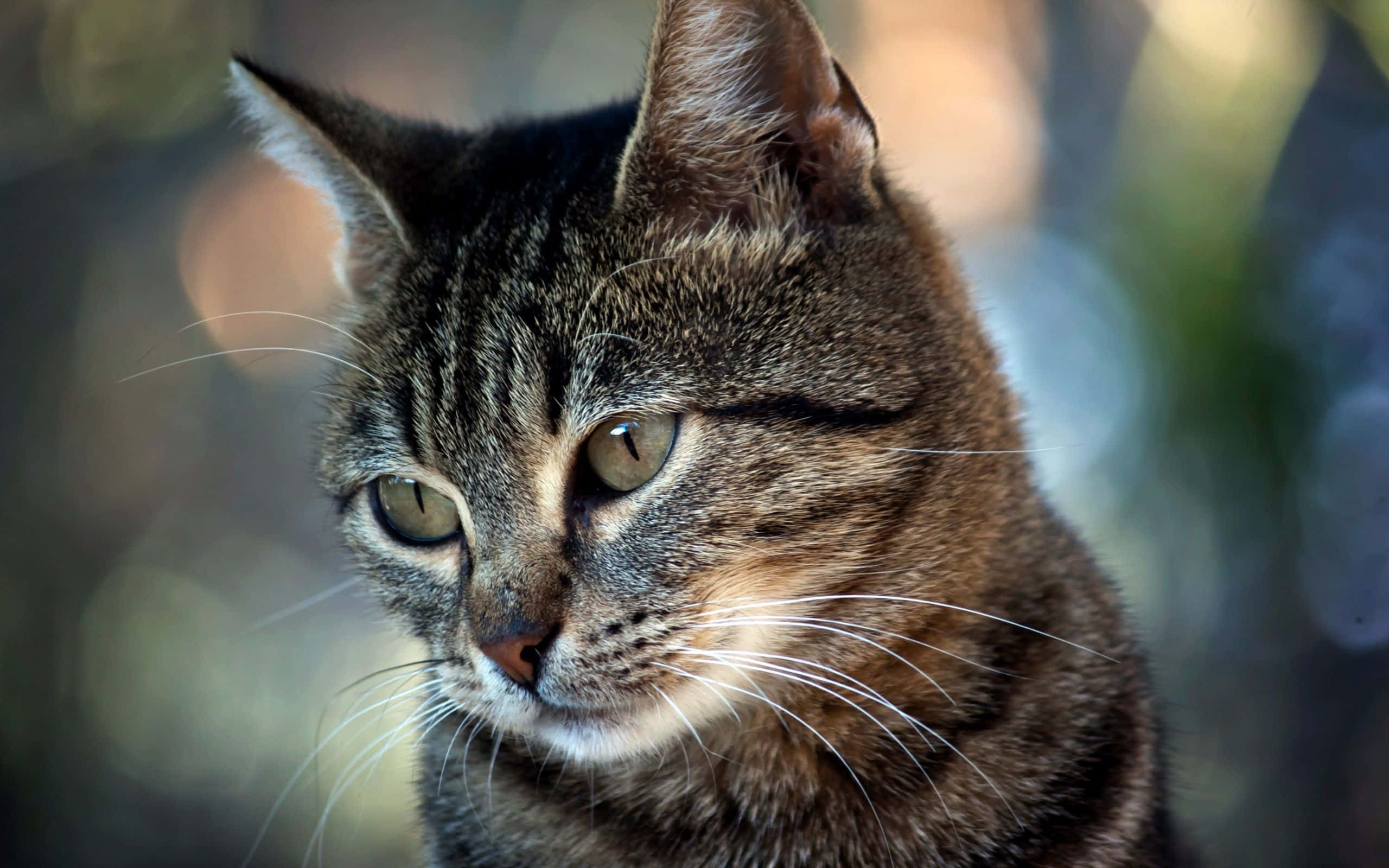 tabby cat, green eyes, sun, 2K Desktop Wallpaper