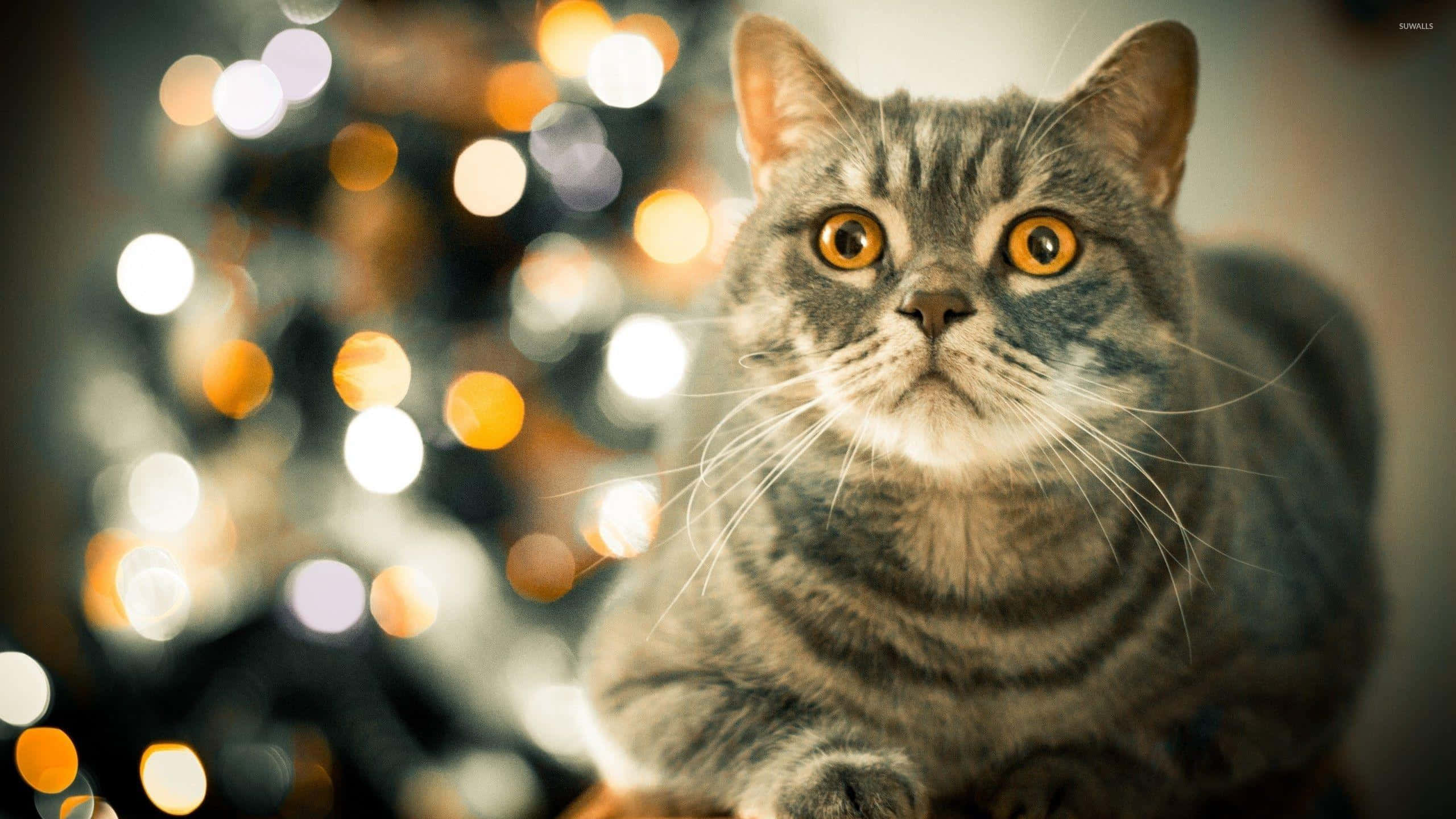 gray tabby cat, orange eyes, bokeh background, 2K Desktop Wallpaper