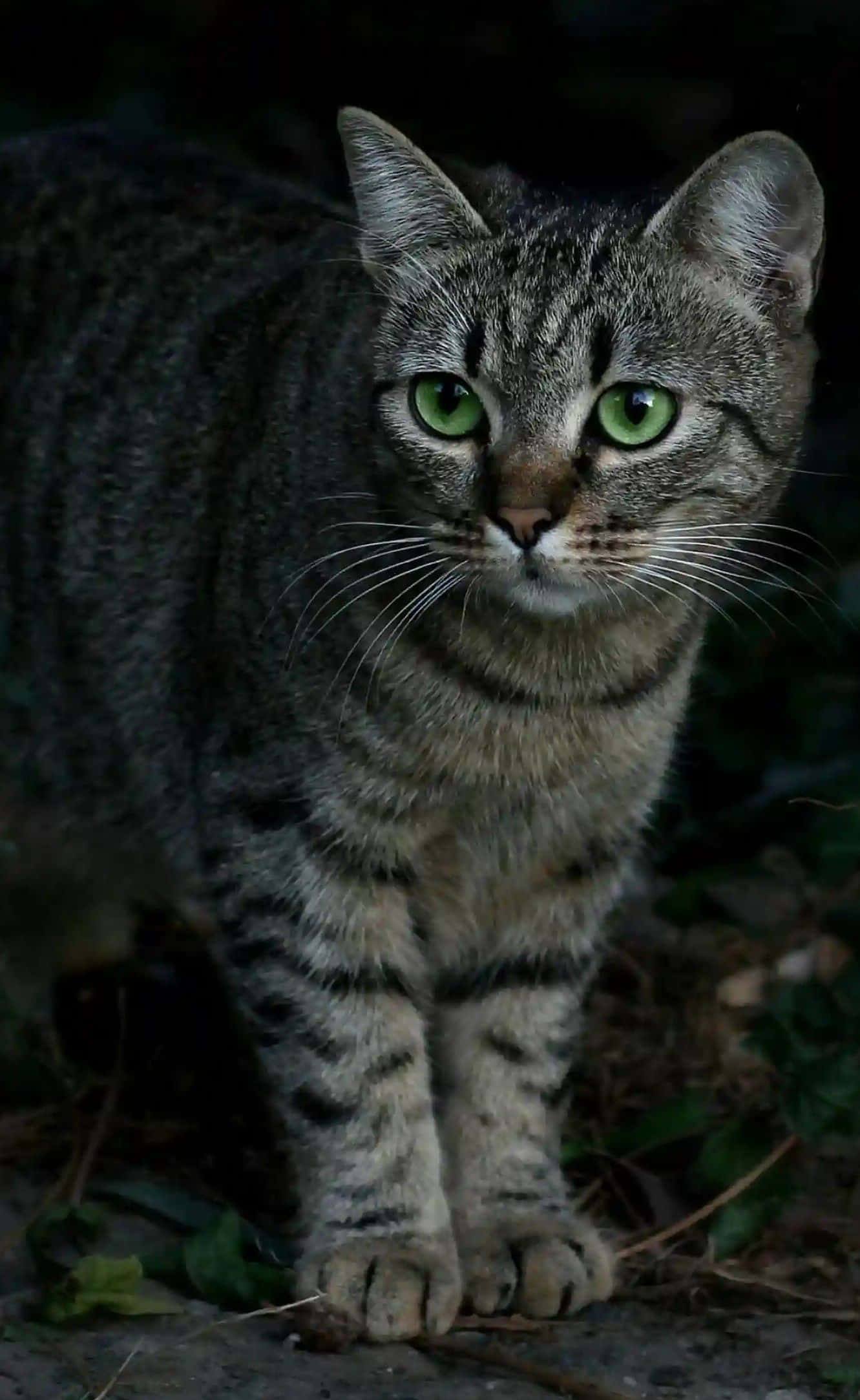tabby cat, green eyes, dark, Full HD Phone Wallpaper